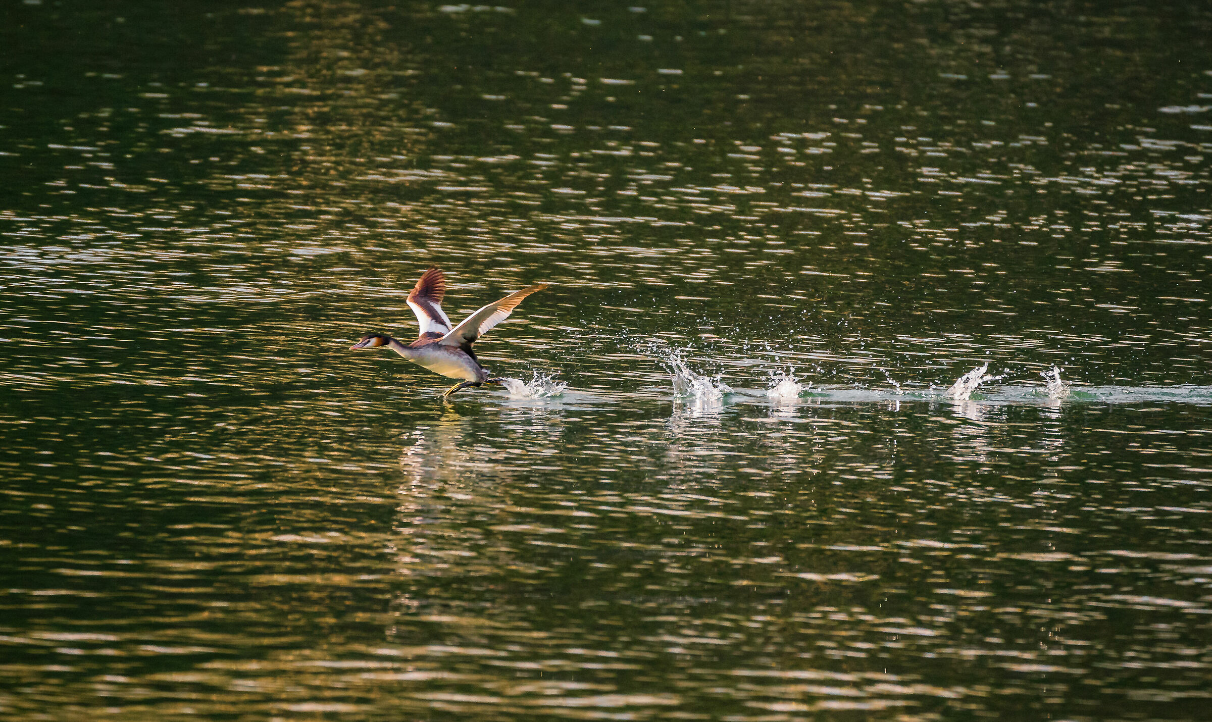 Anche io so camminare sull'acqua........
