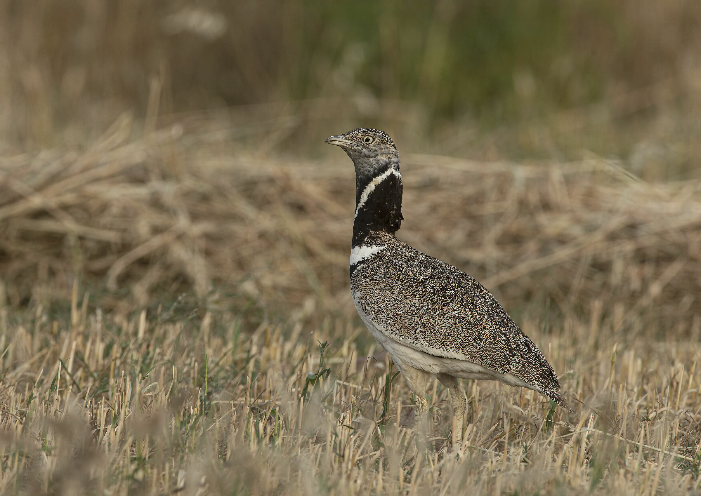 prataiola hen (tetrax tetrax)