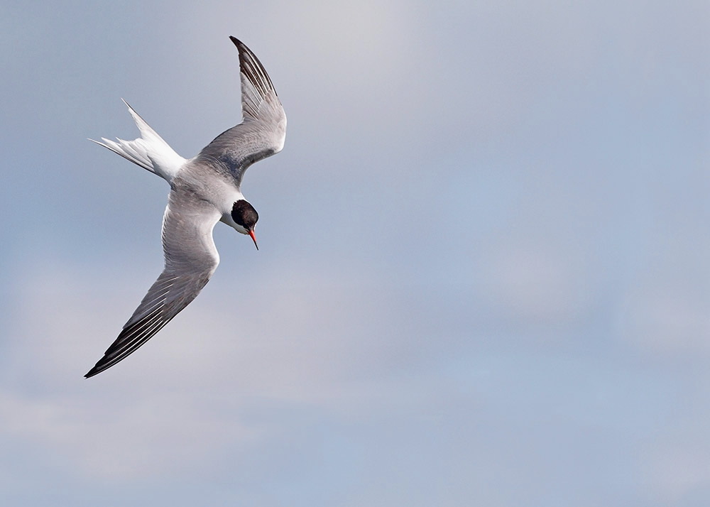 Common tern Sterna hirundo
