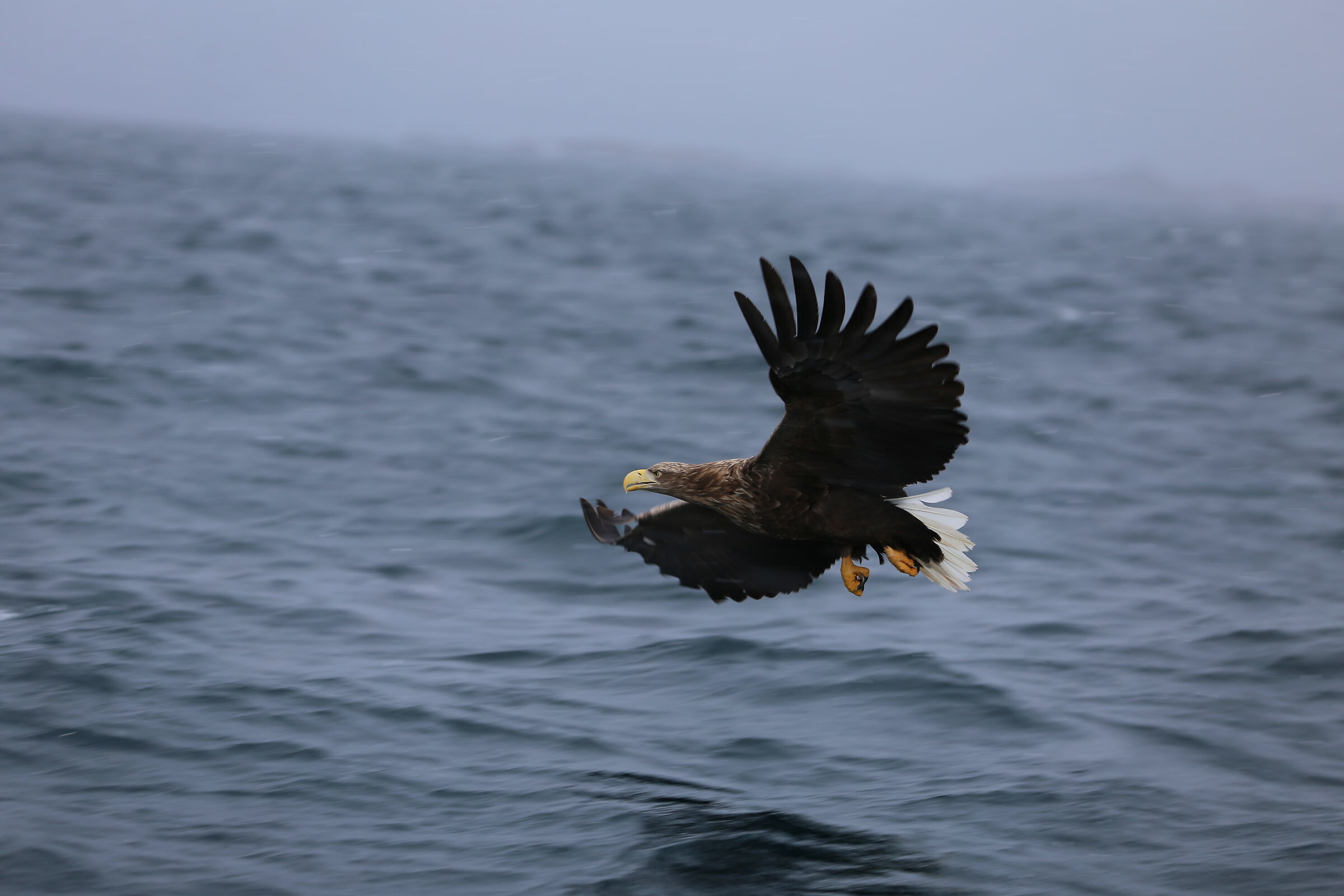 Sea Eagle, Sl.