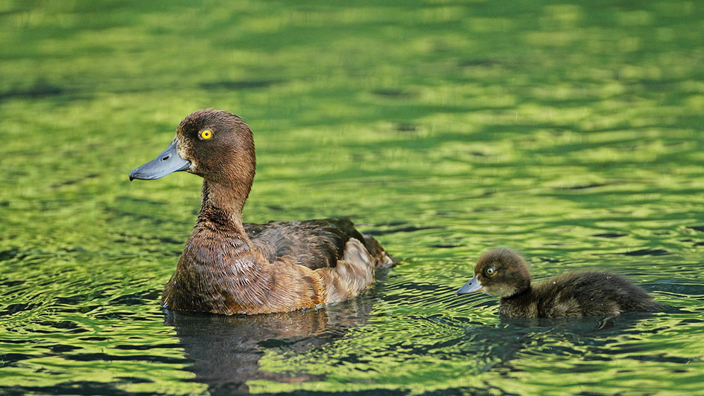 Tufted duck Aythya fuligula