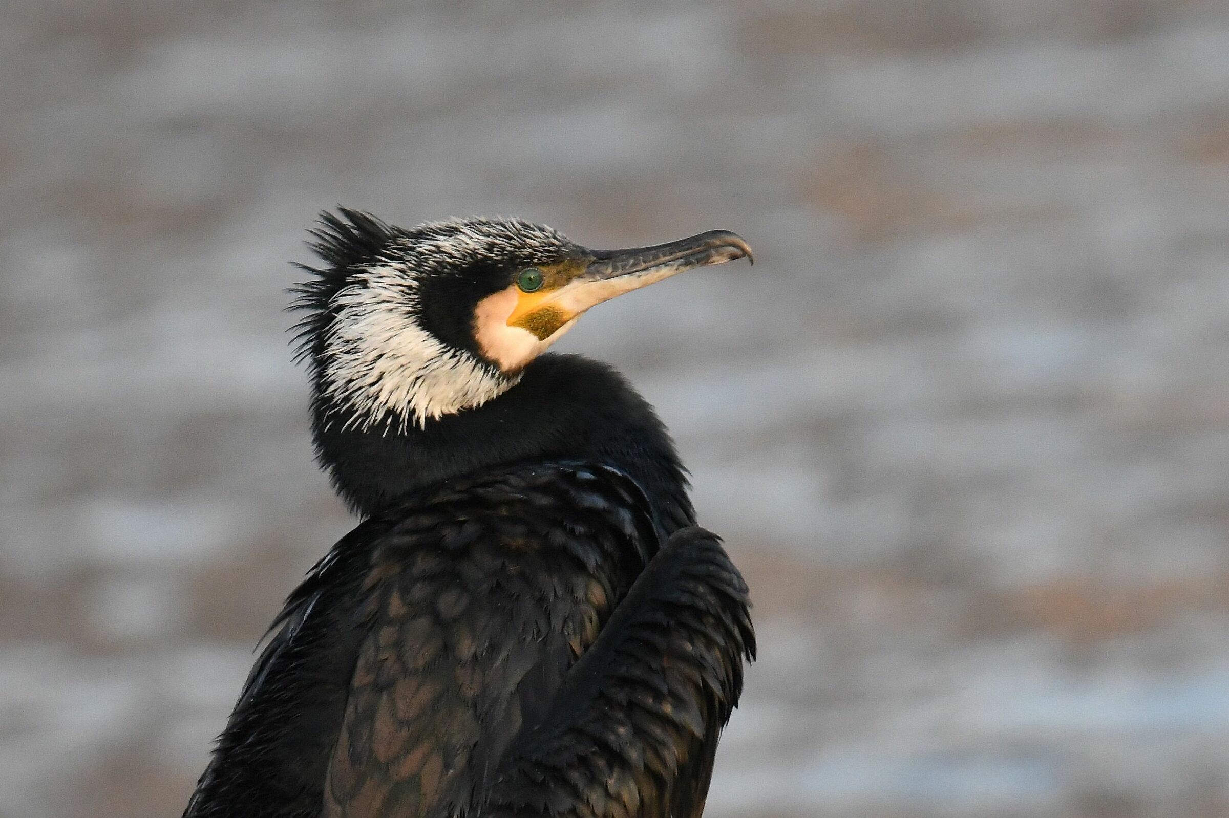 cormorano