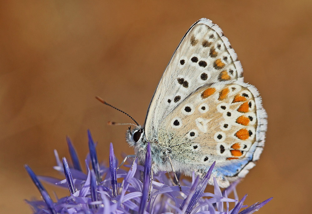 Adonis Blue Polyommatus bellargus sinji