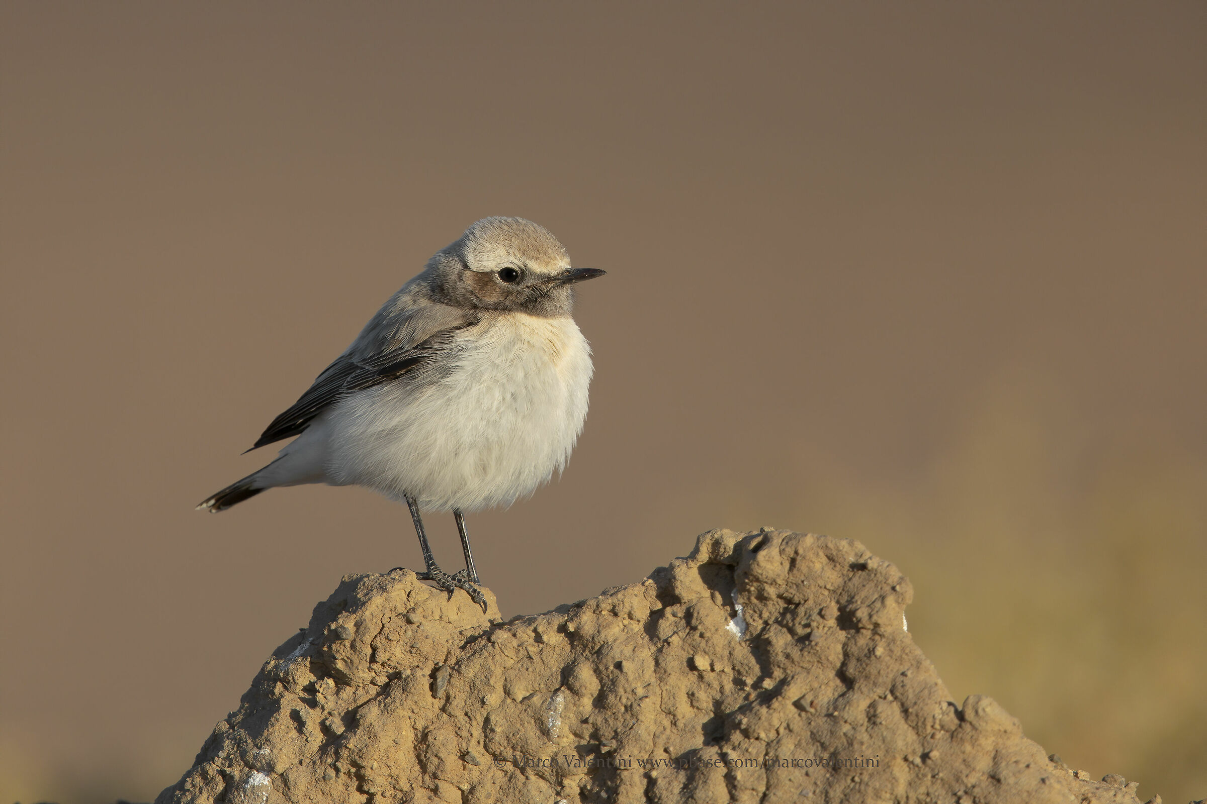 Desert Monachella at dawn