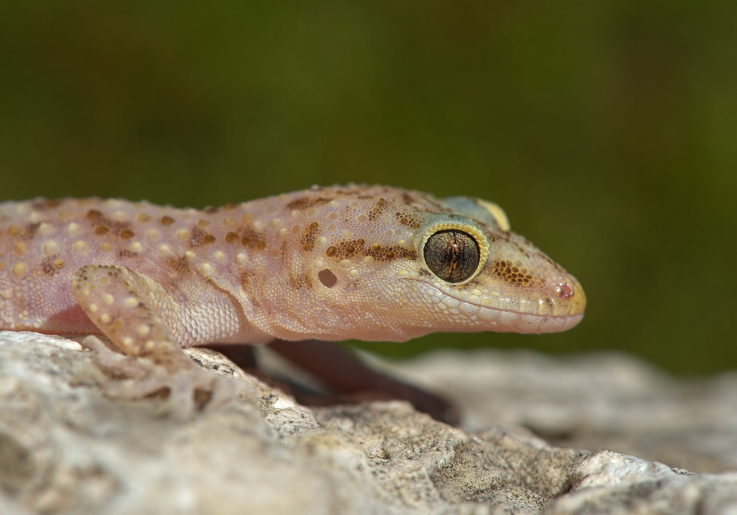 Wart gecko