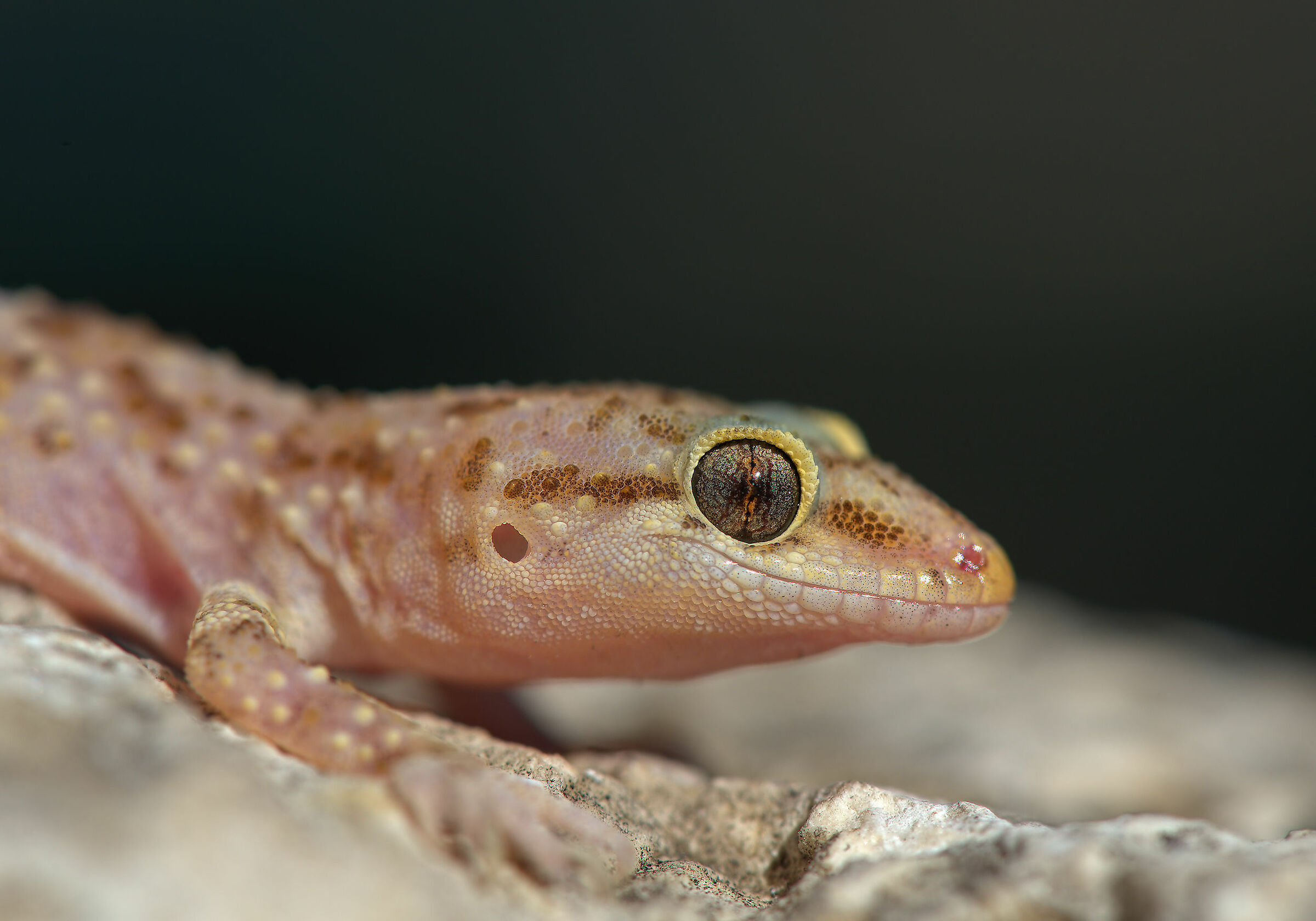 Wart gecko