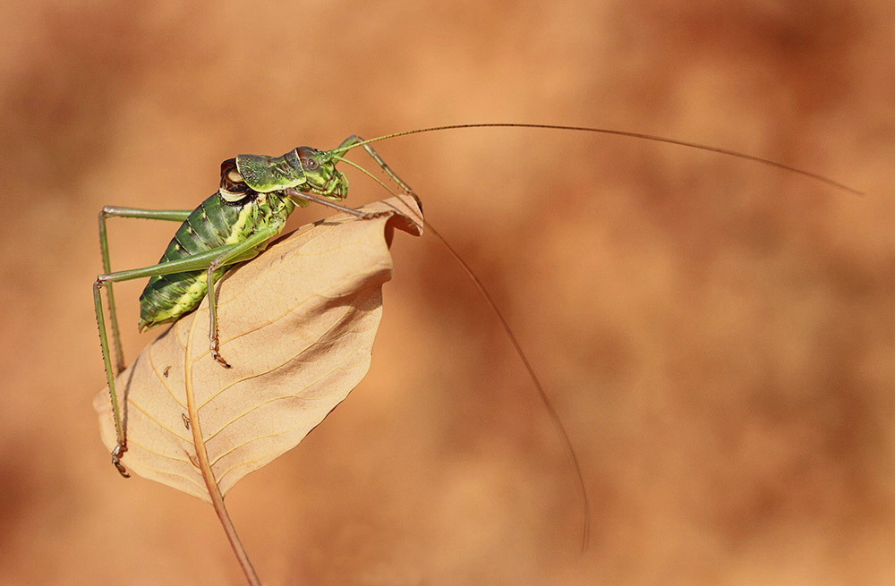 Ephippiger discoidalis