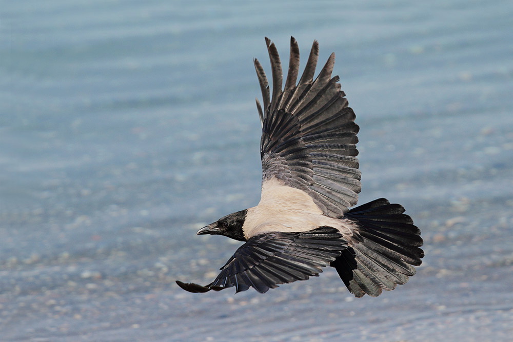 Hooded crow Corvus cornix