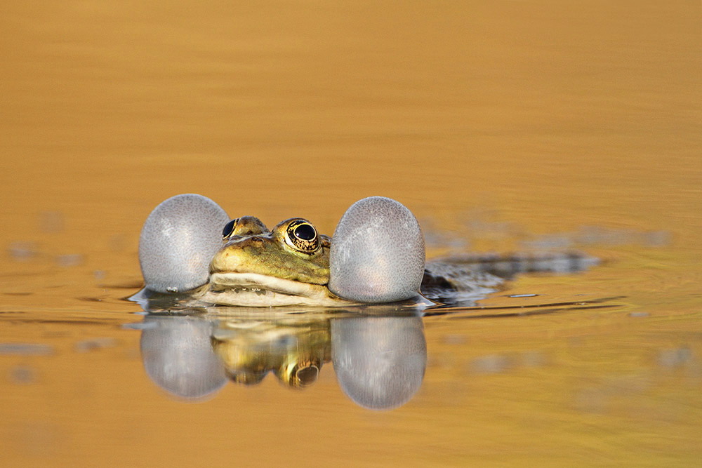 Marsh Pelophylax rana (Rana) ridibundus
