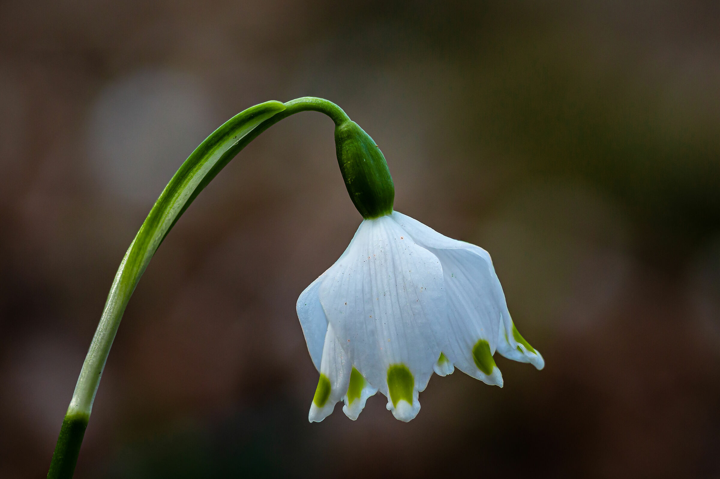 Leucojum vernum