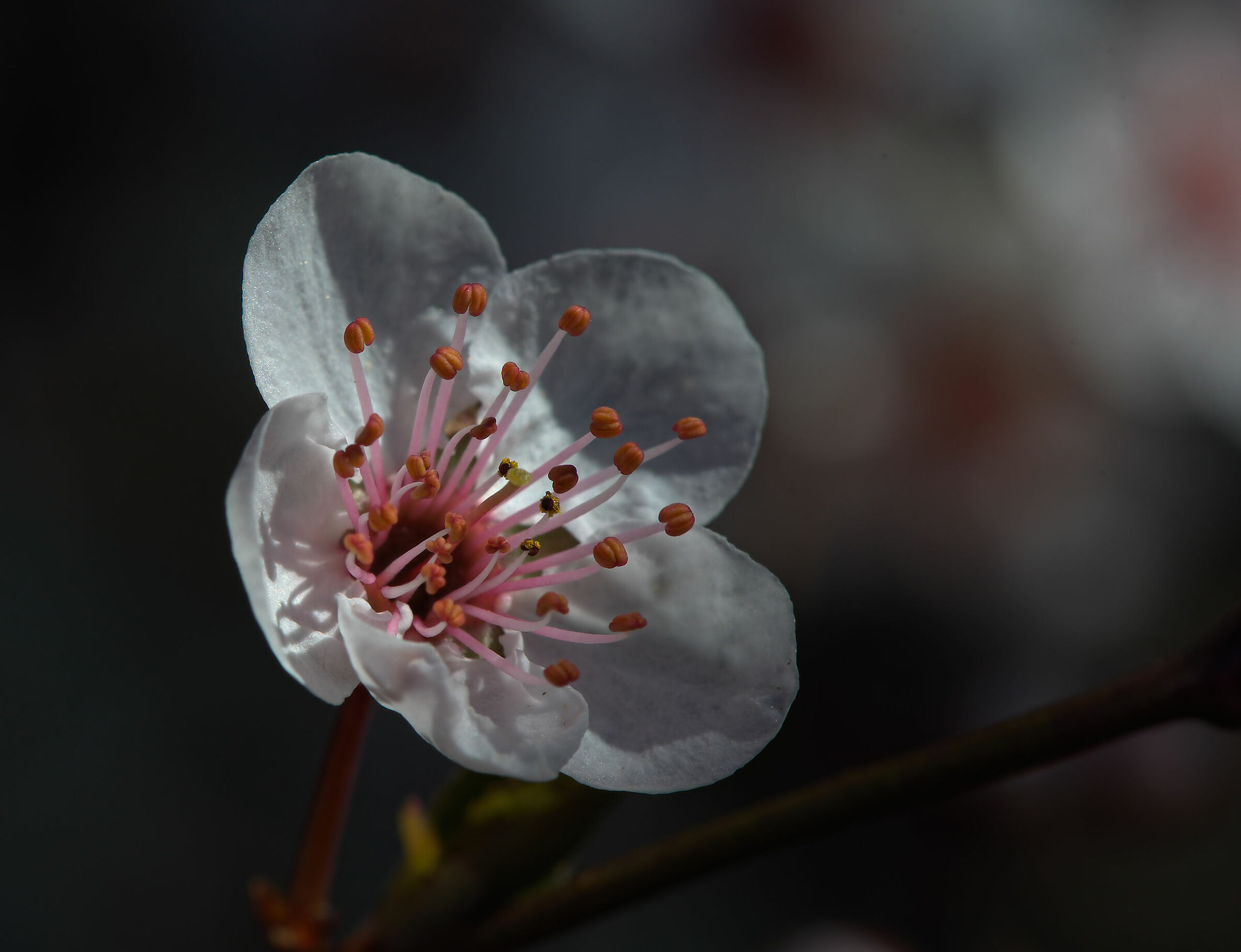 Prunus