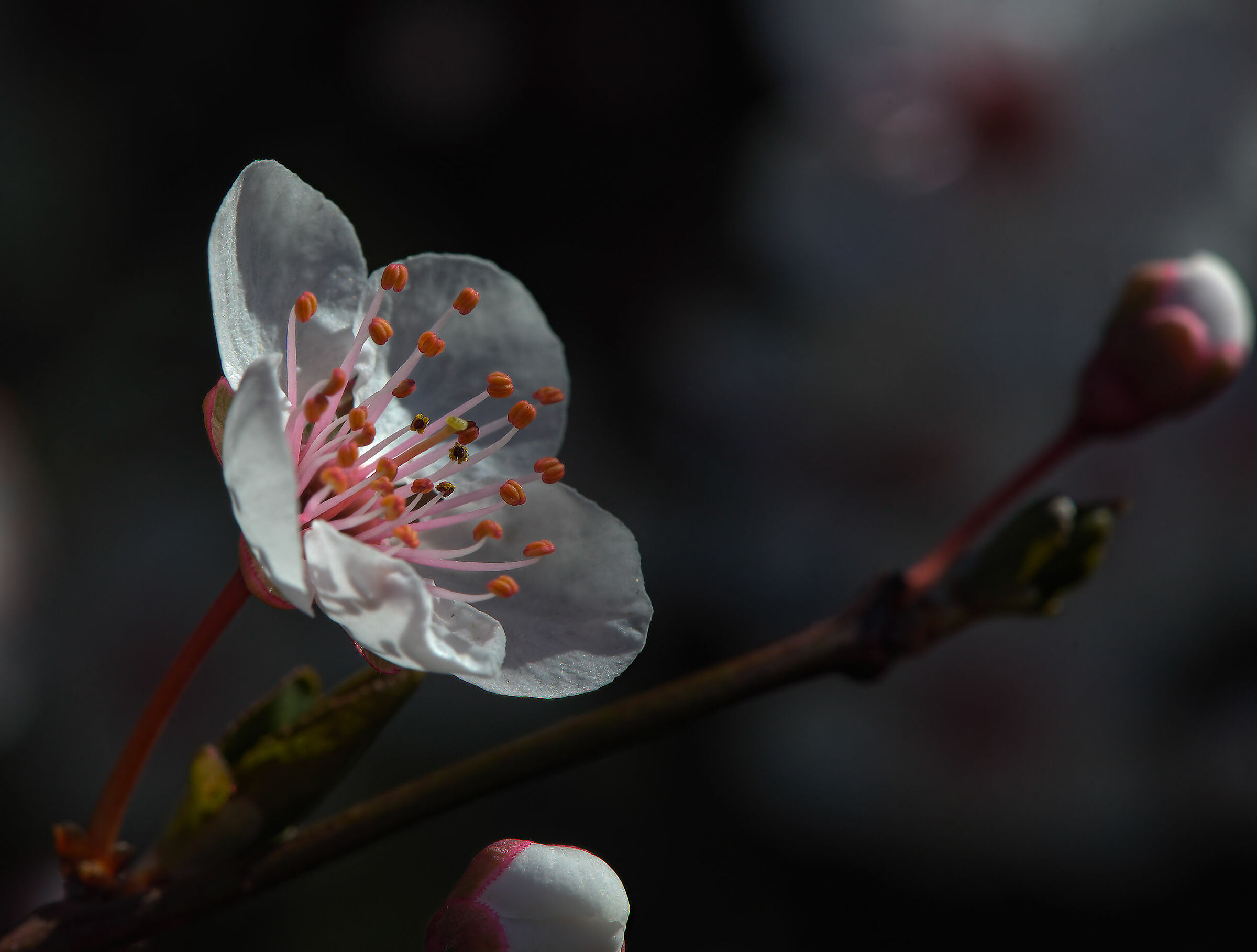 Prunus