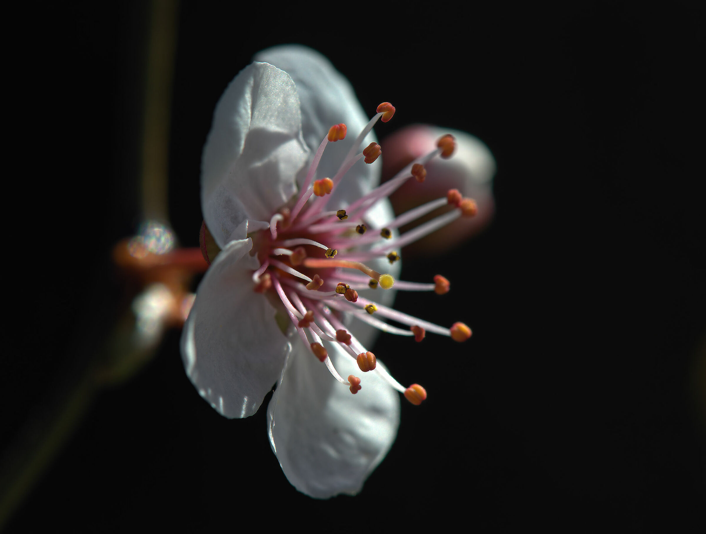 Prunus