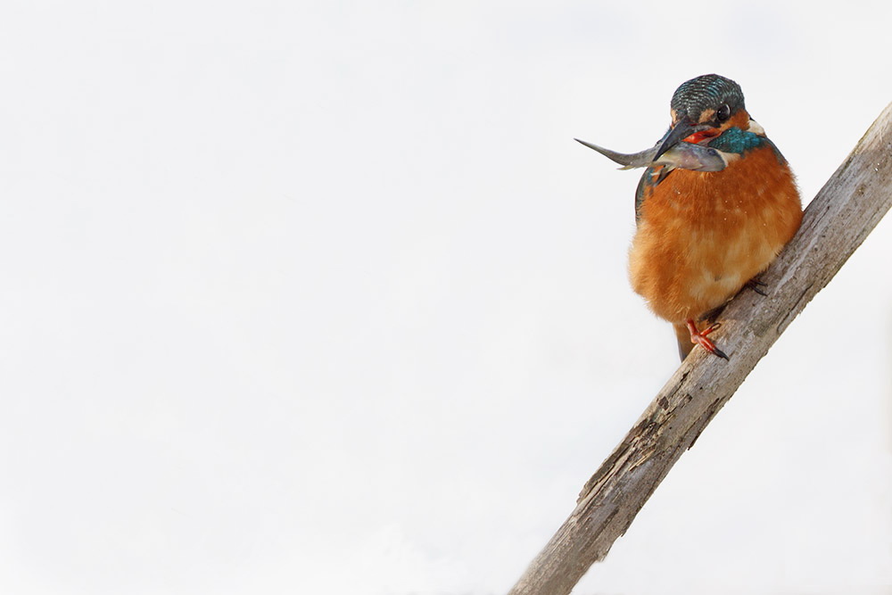 Martin pescatore Alcedo atthis