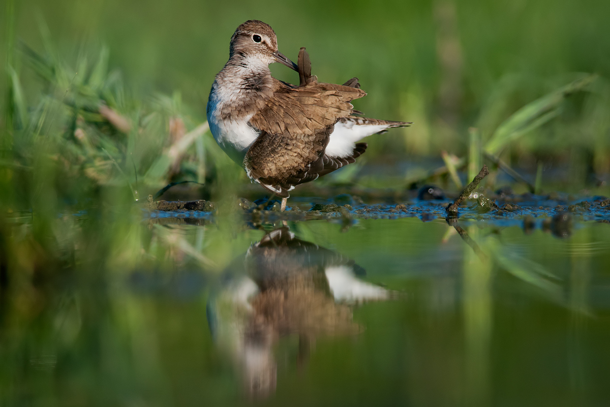 Small pyro in the care of plumage