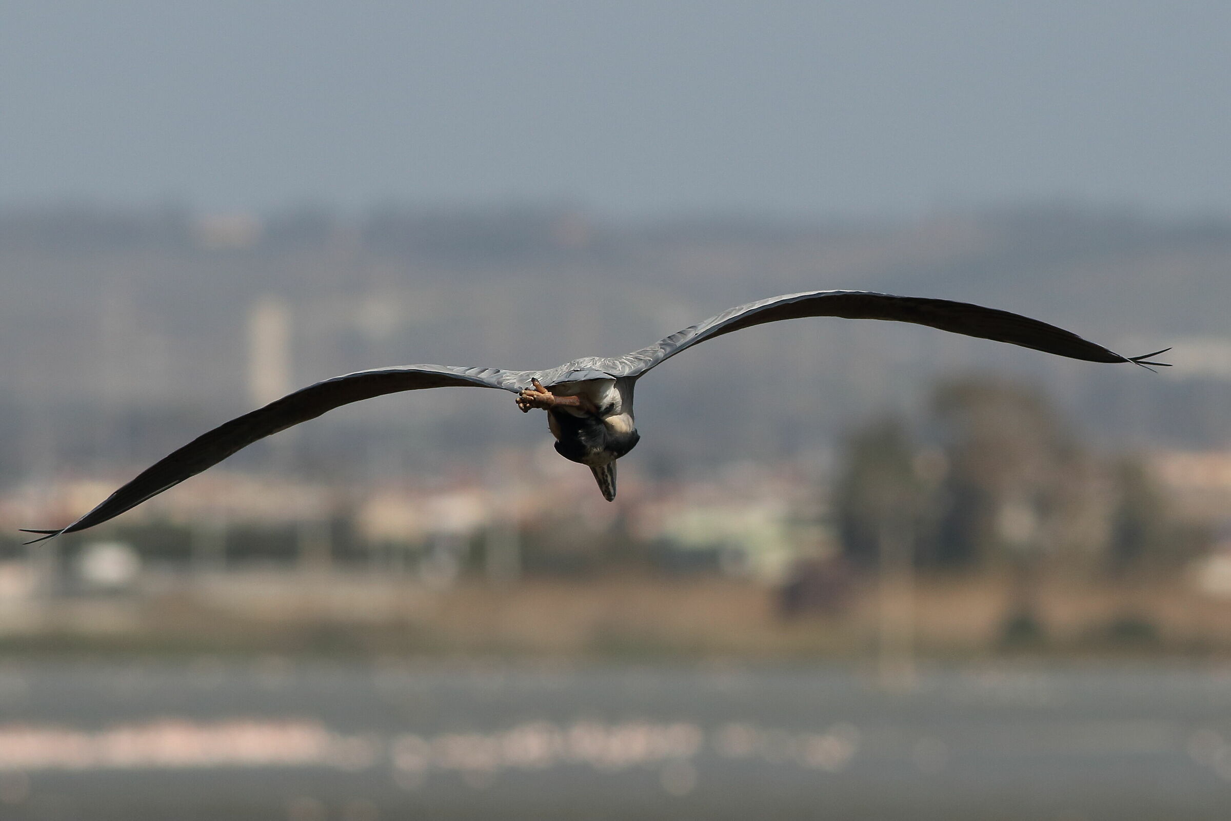 Ashon landing in Cagliari