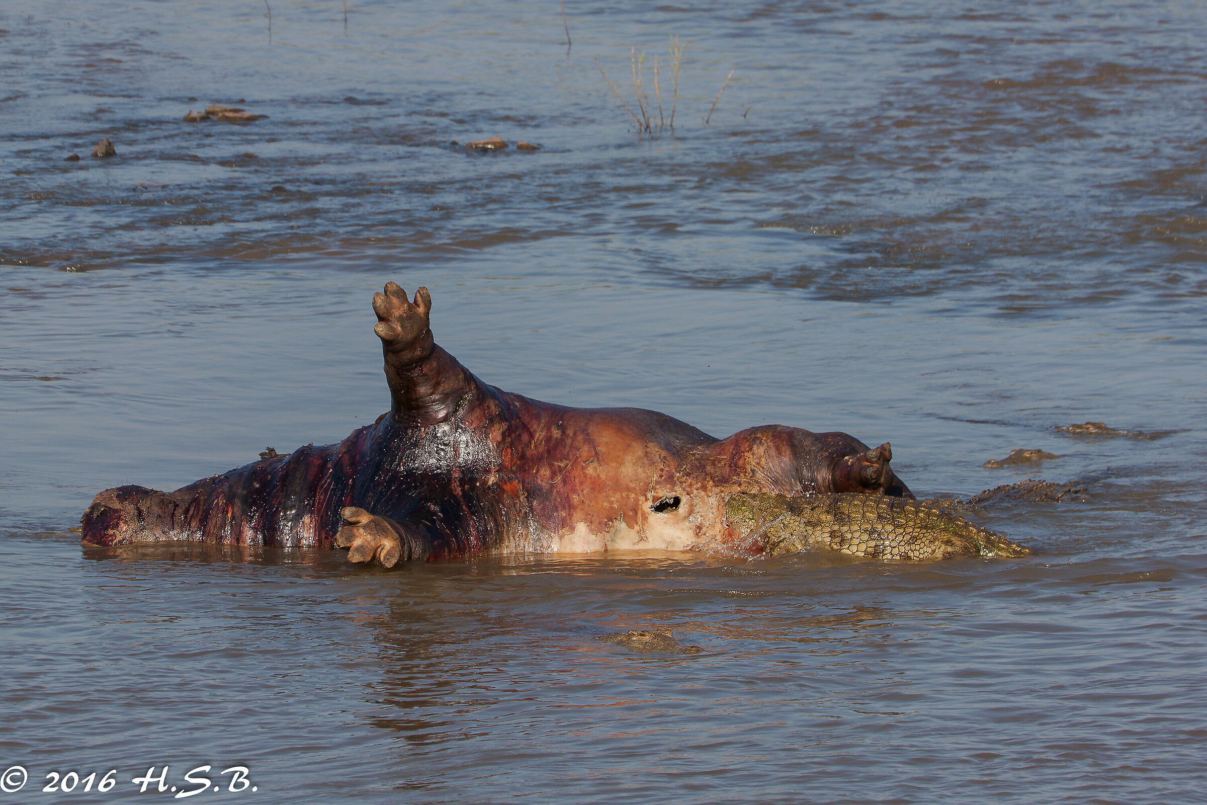 Dinner is served....