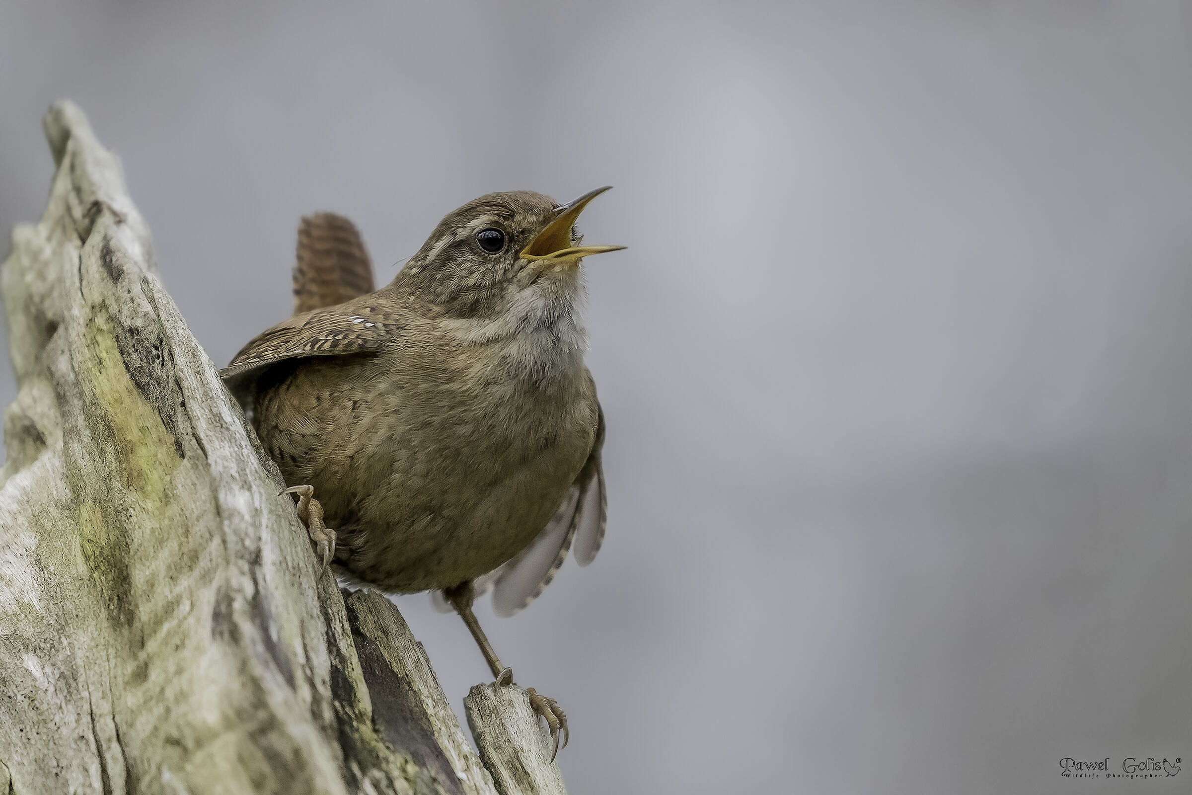 Wren eurasiatico ( Troglodytes troglodytes)