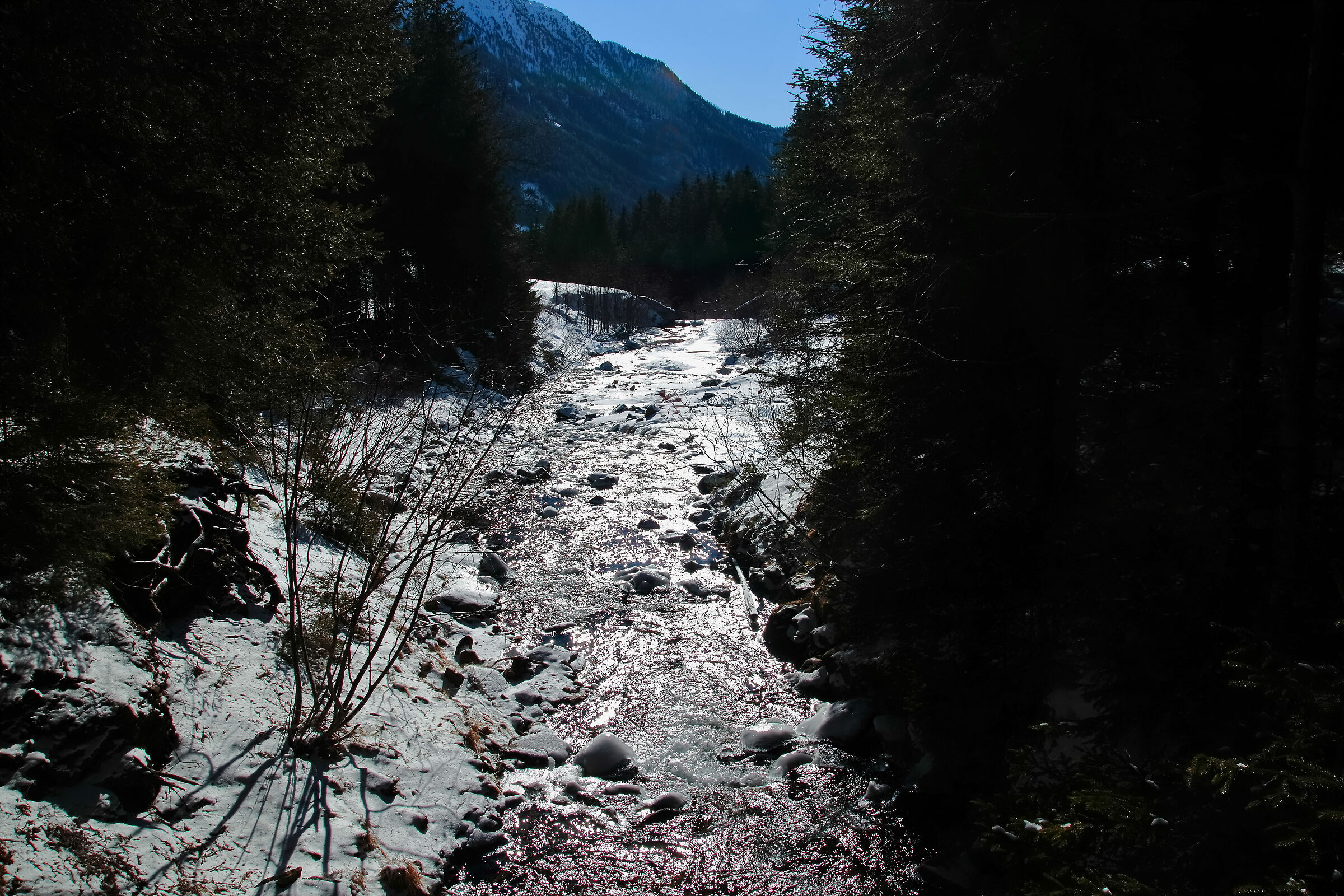In the woods of Upper Pusteria (Casies Valley)