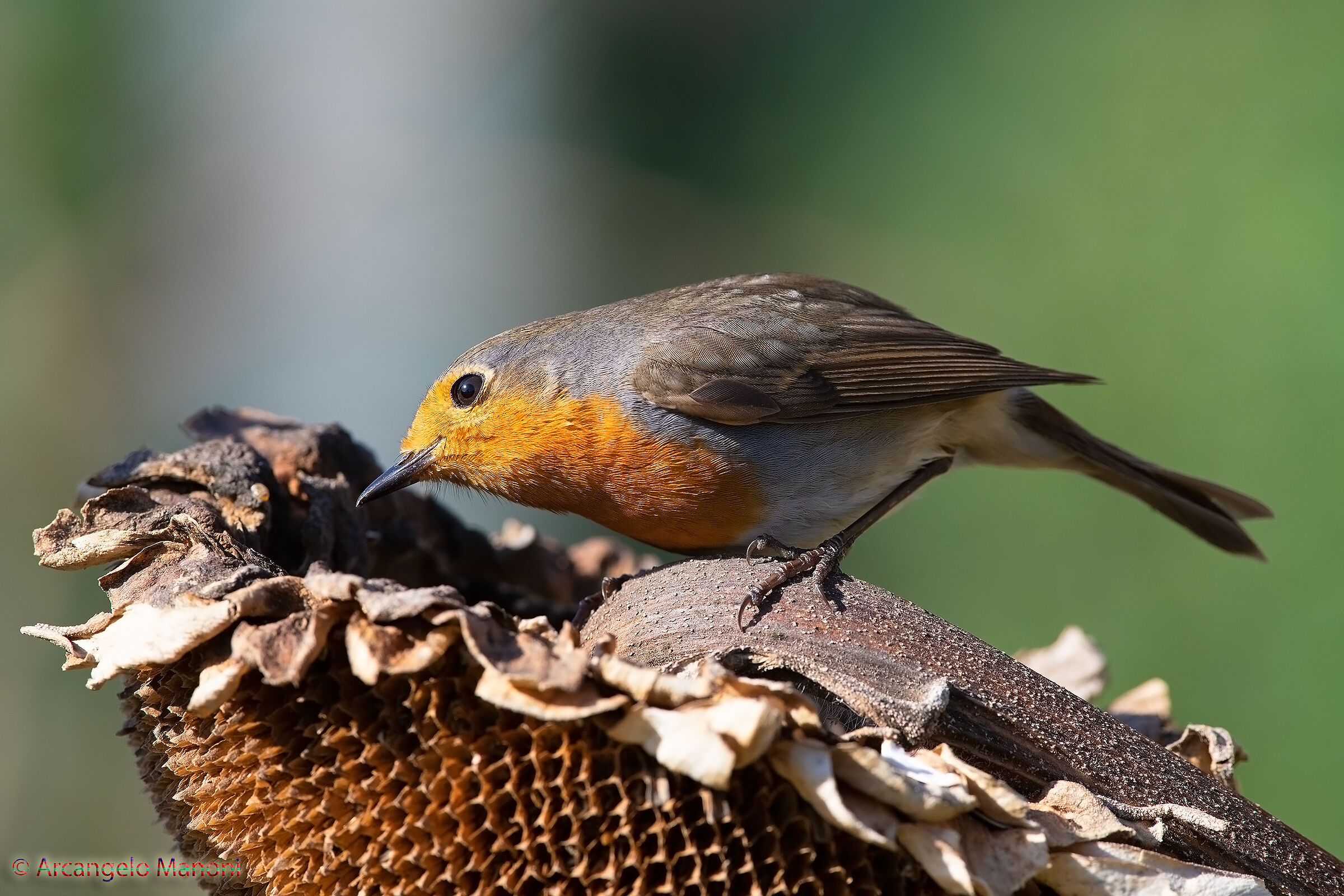 Azz!!! Ho sbagliato dispensa!