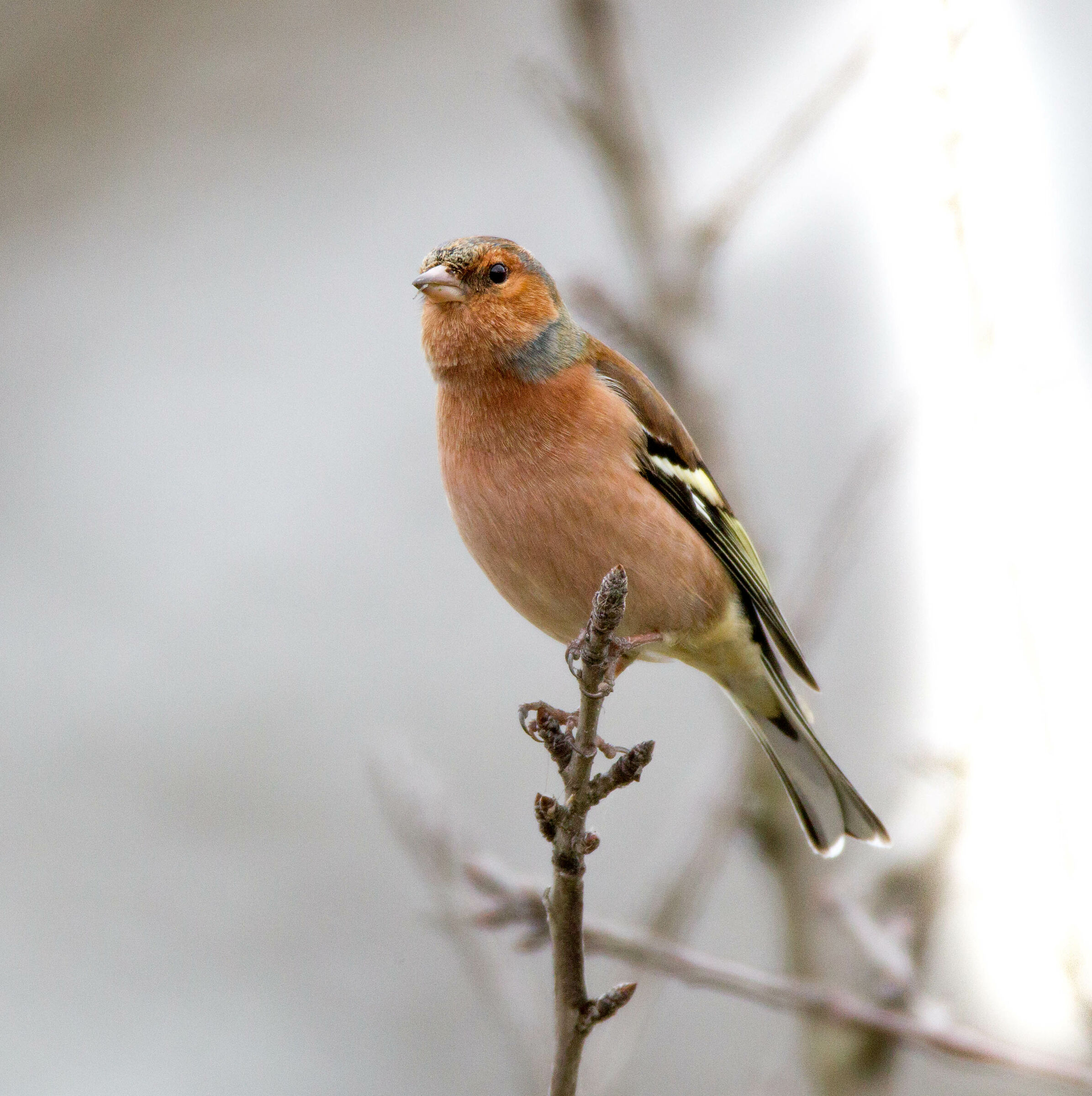 Dal finestrino della macchina
