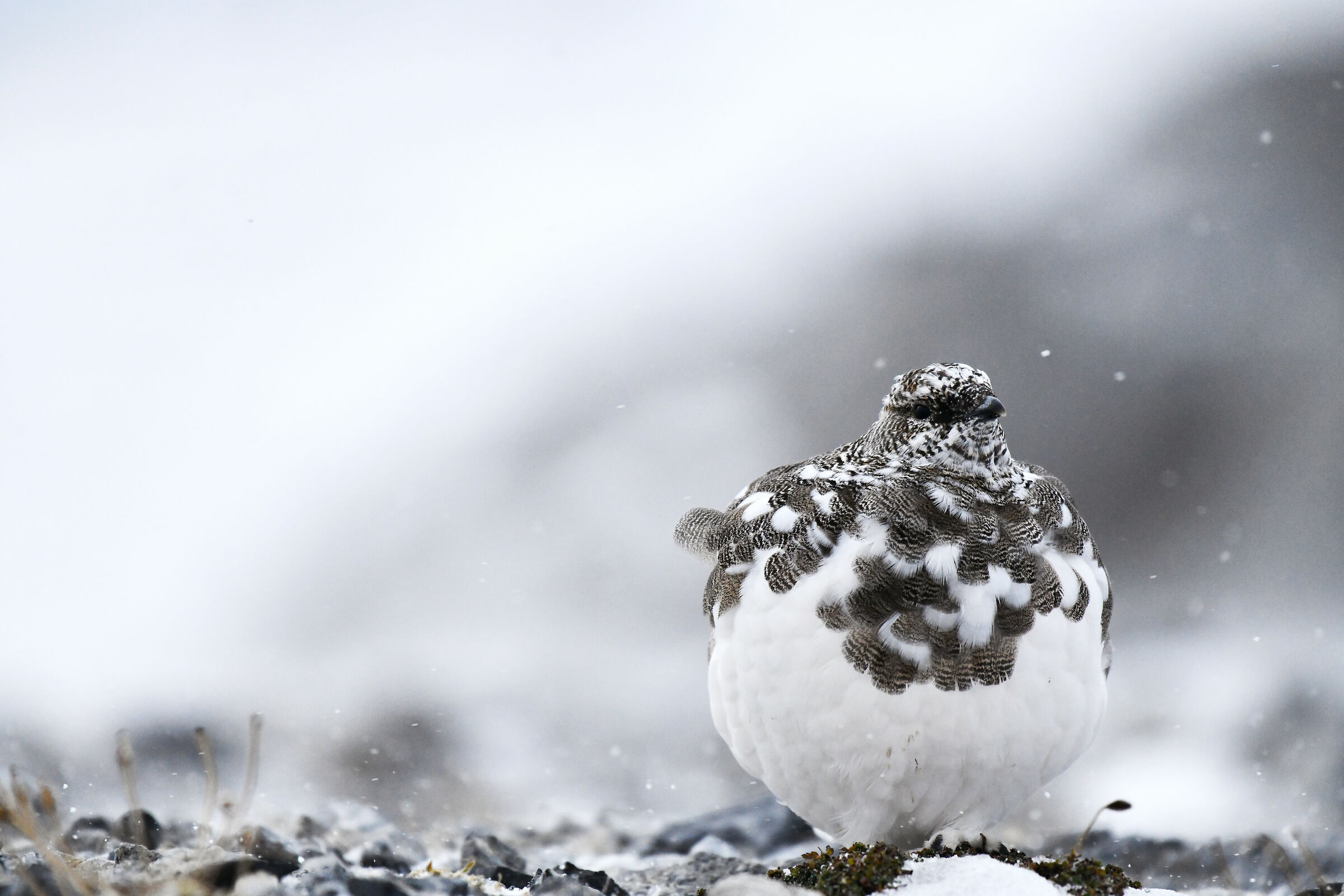 The First Snowflakes