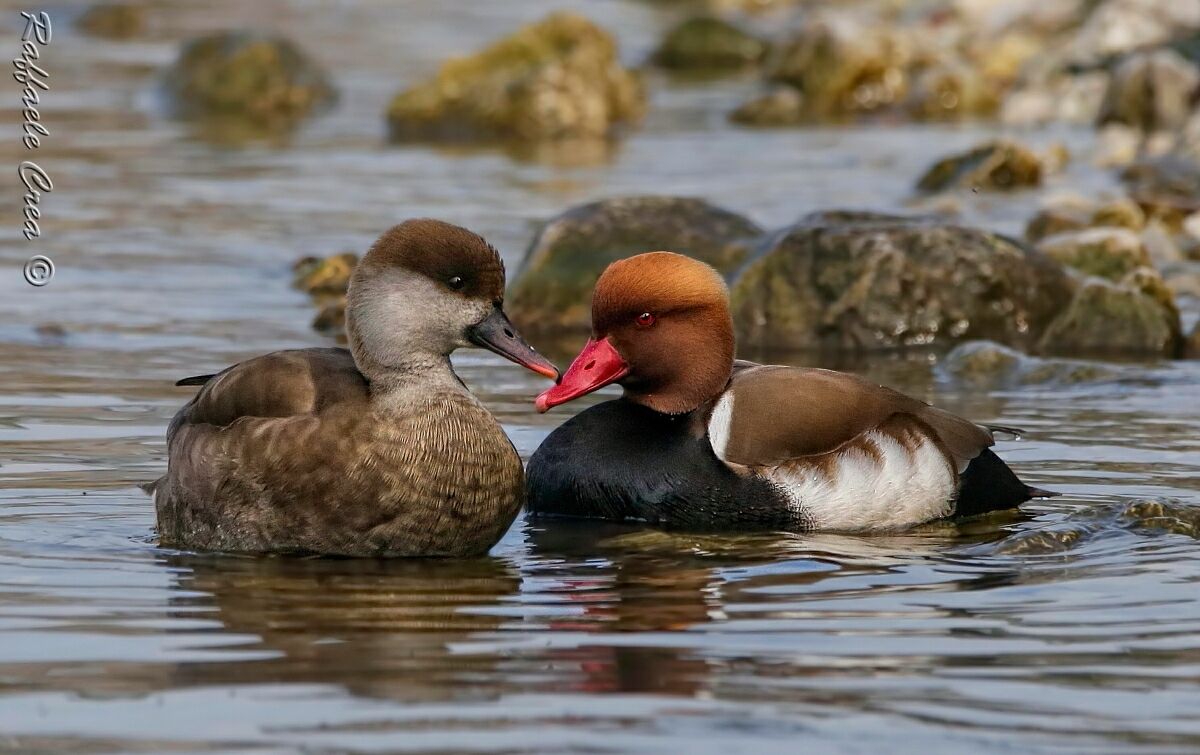 Turkish Fistons: The Couple