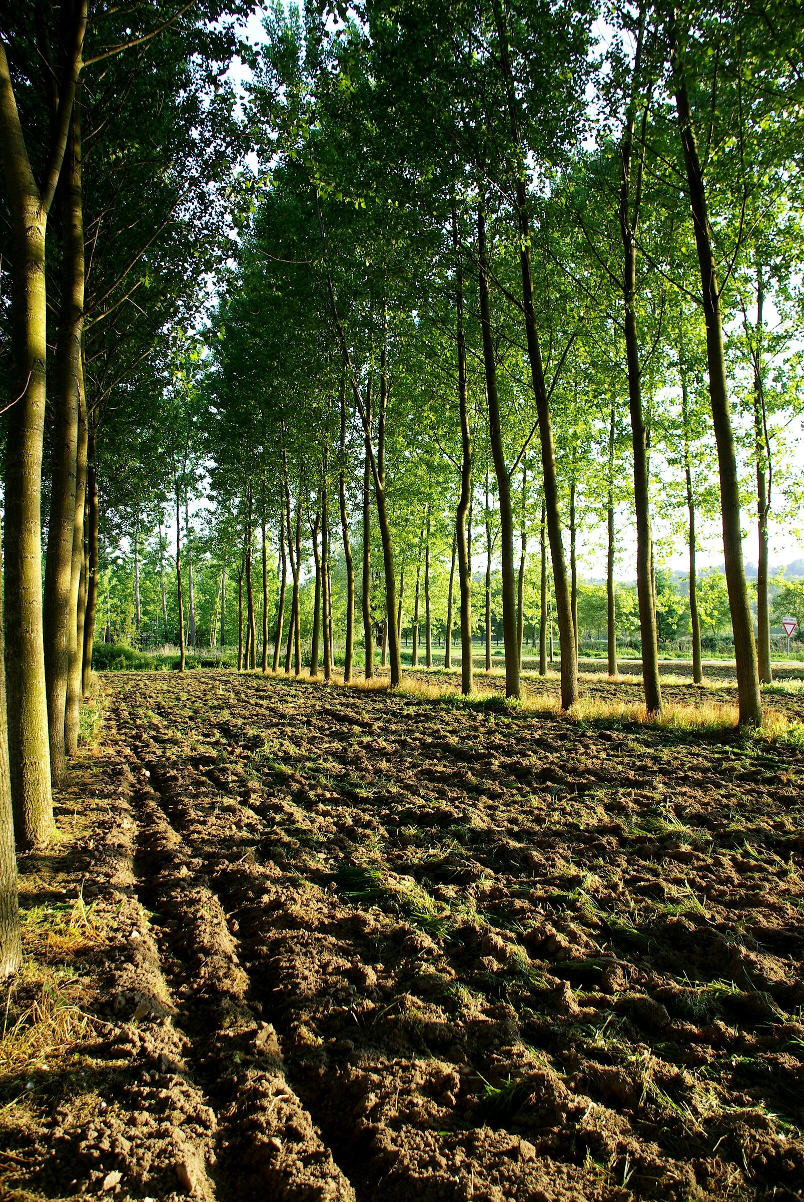 Filari di pioppi (lago di Candia)