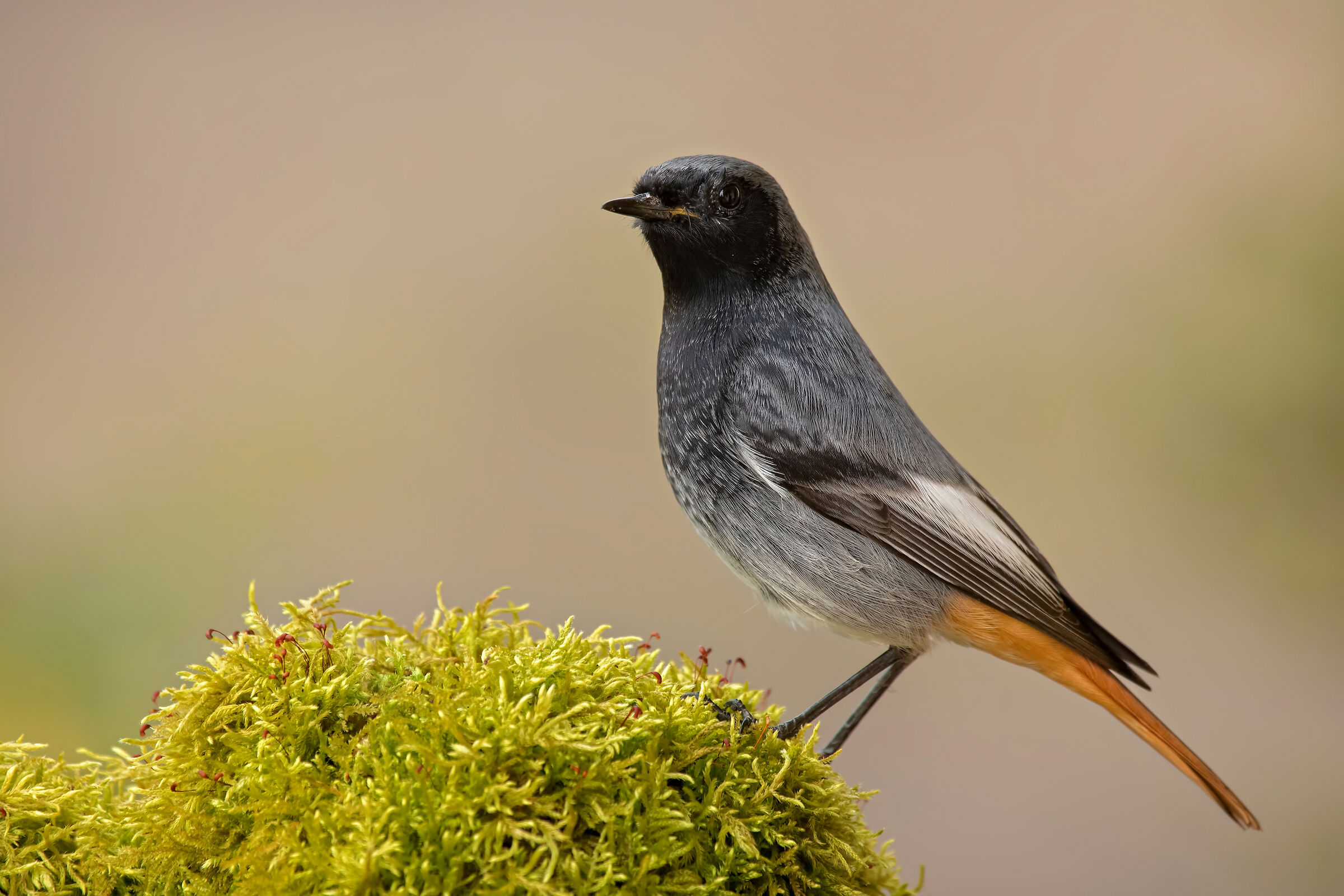 Codirosso spazzacamino
