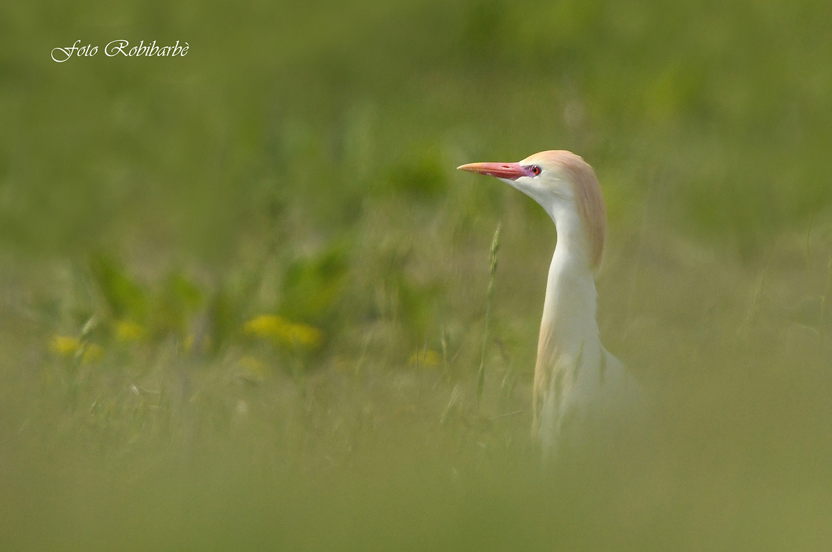Heron watchkeeper...