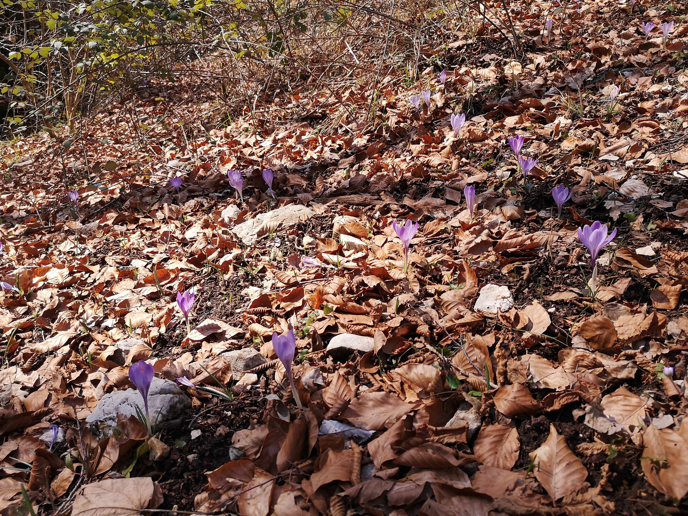 Winter flowers Monti Lucretili