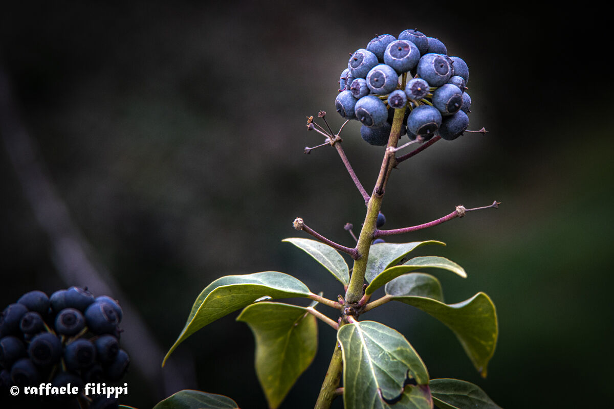 Fruit of hedera Helix