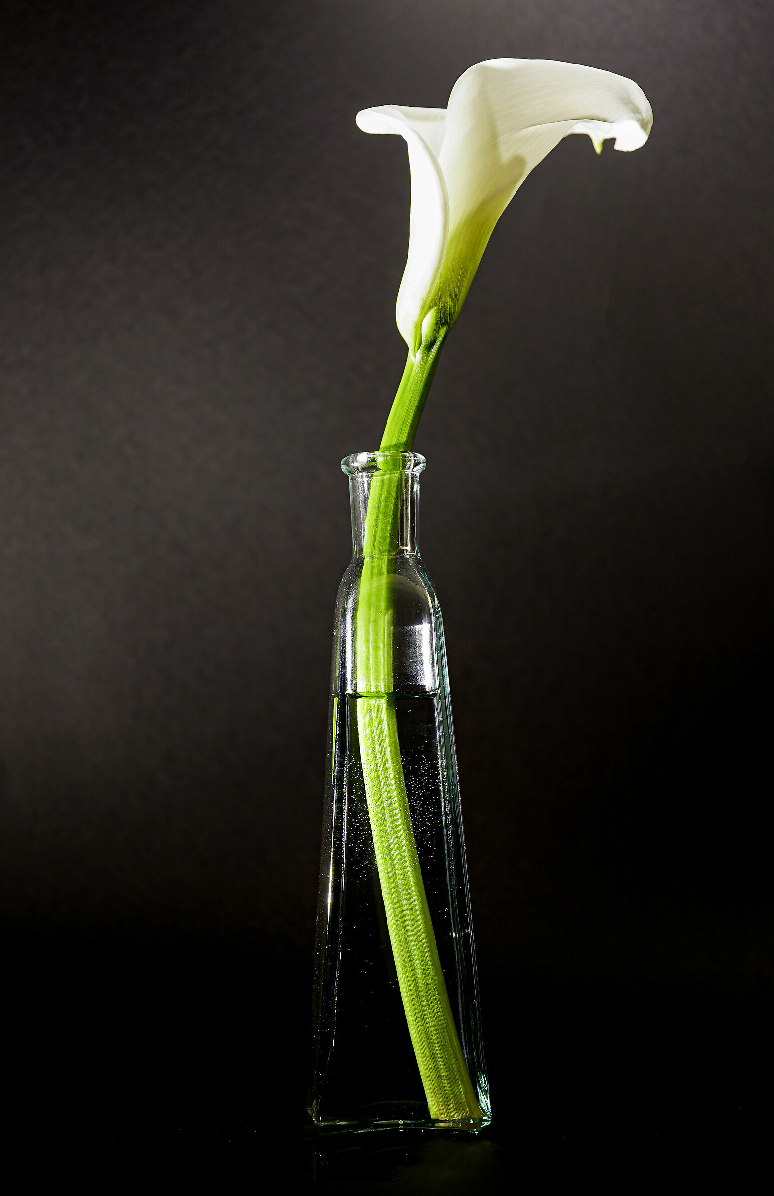 Zantedeschia Spreng