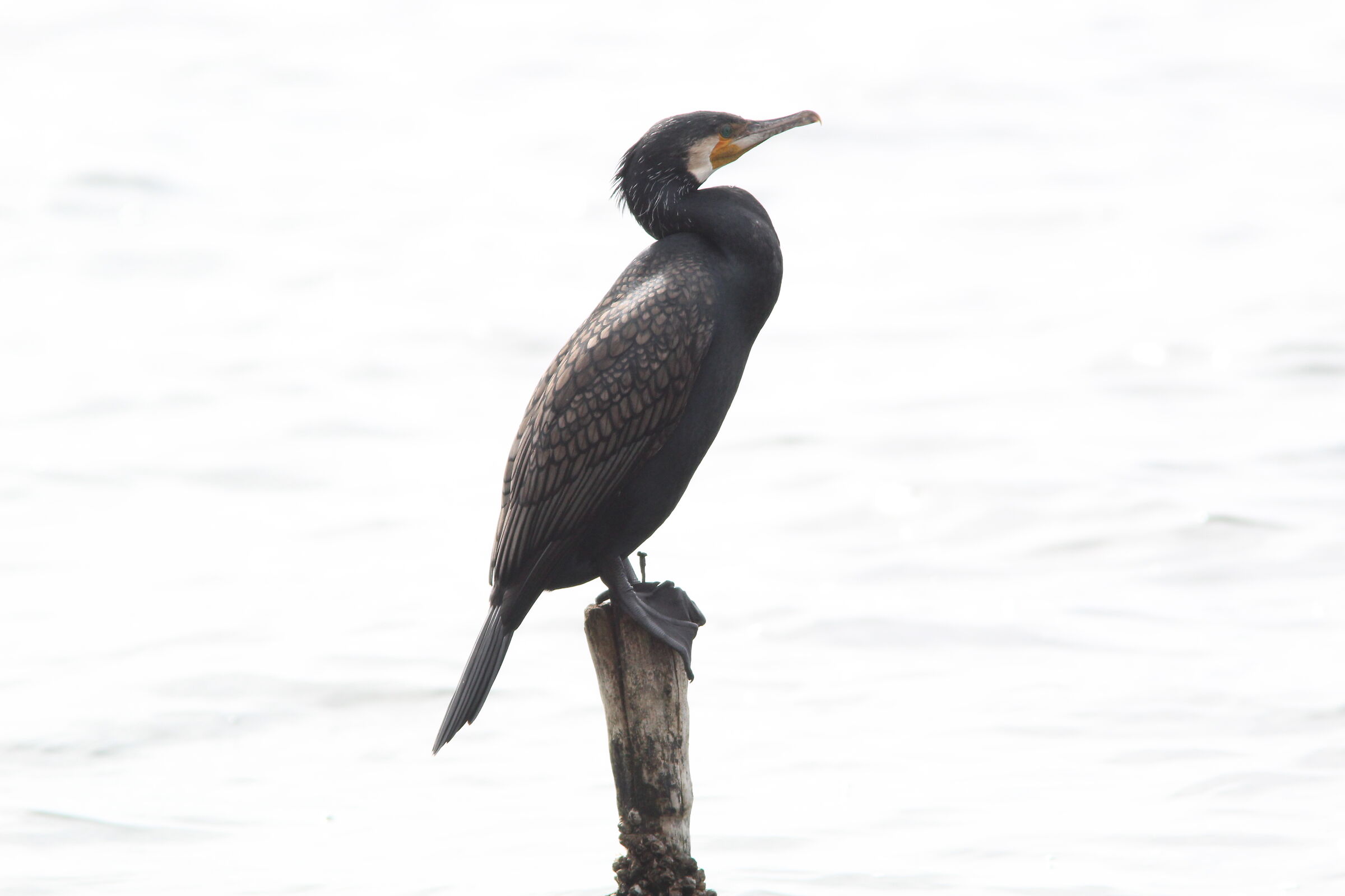 Cormorant