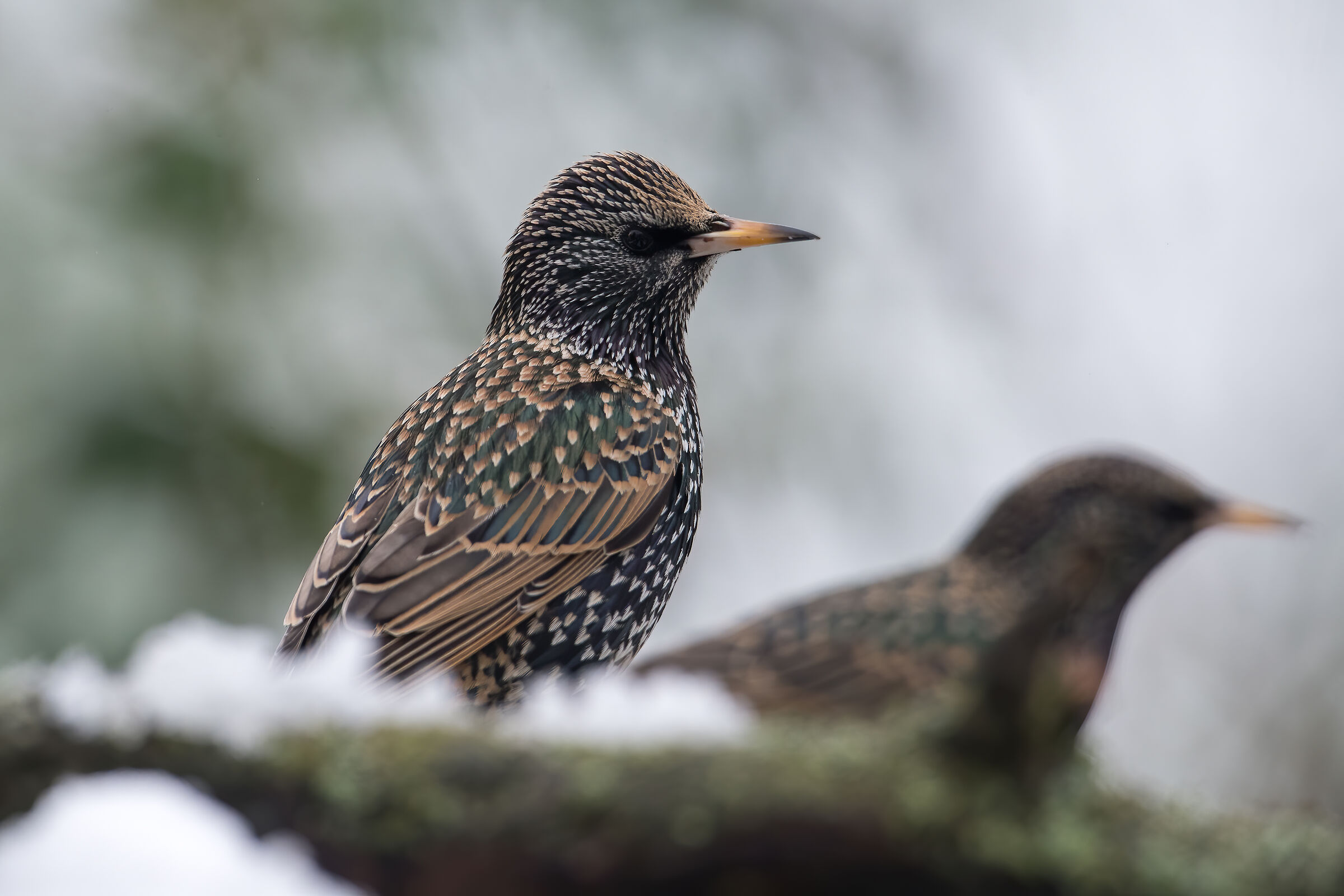 Etourneaux sansonnets