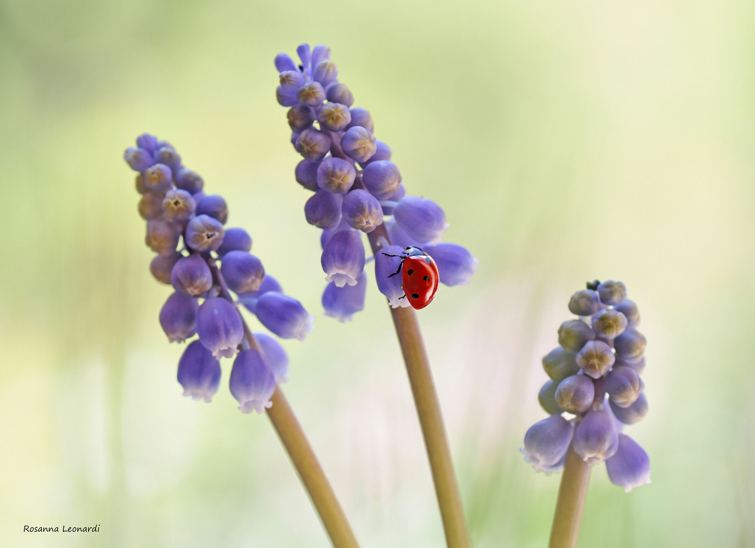Ladybug