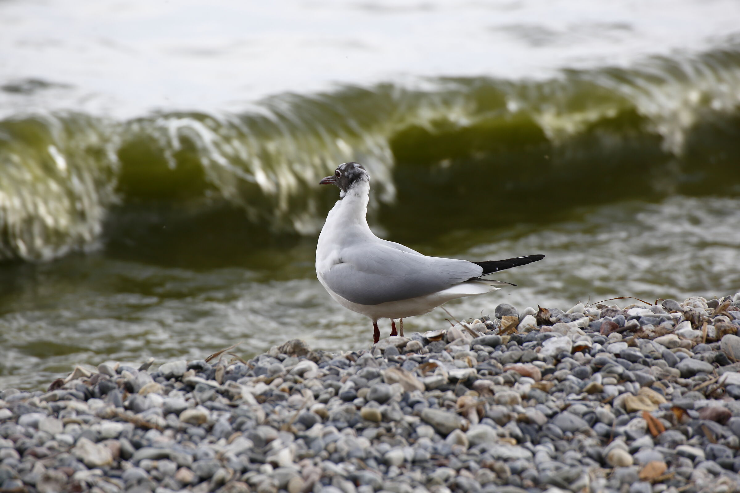 che faccio??...mi butto???