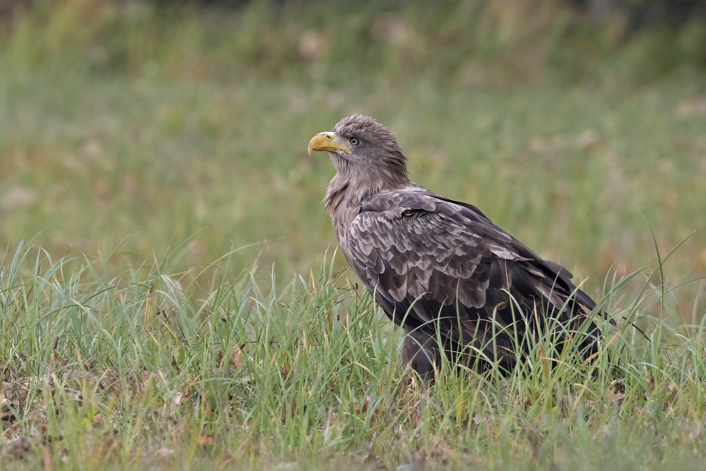 Aquila di mare coda bianca