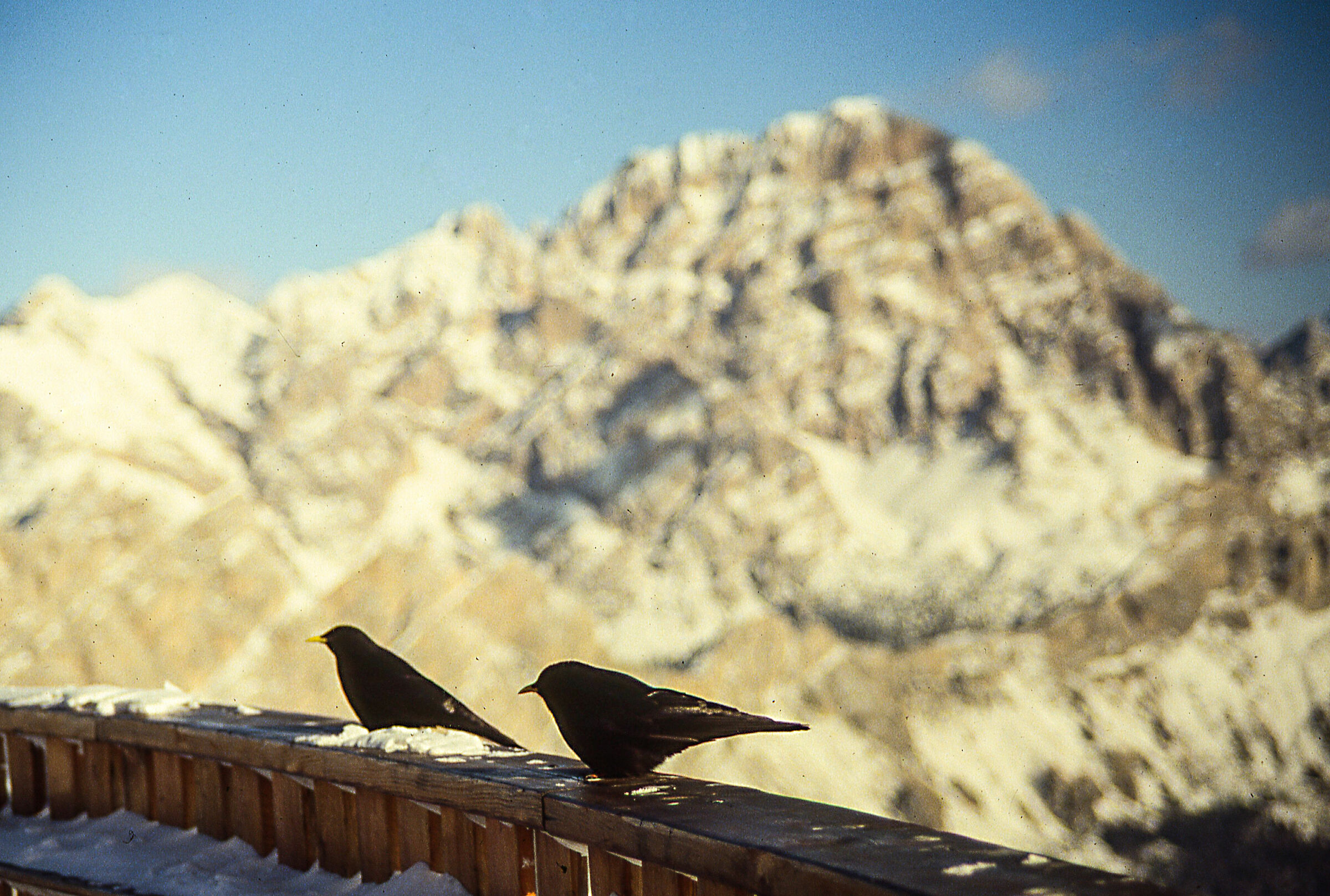 Amori invernali a Cortina