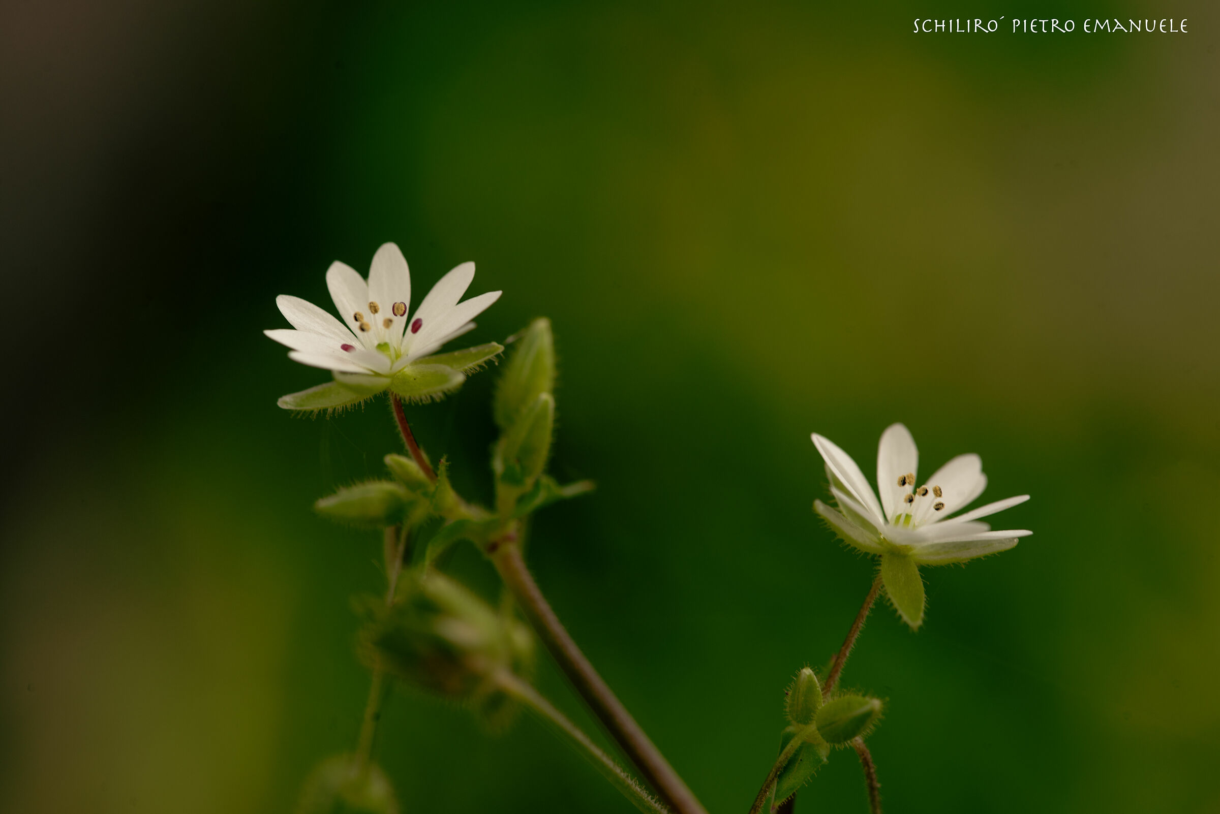 Twins in the cradle of green.