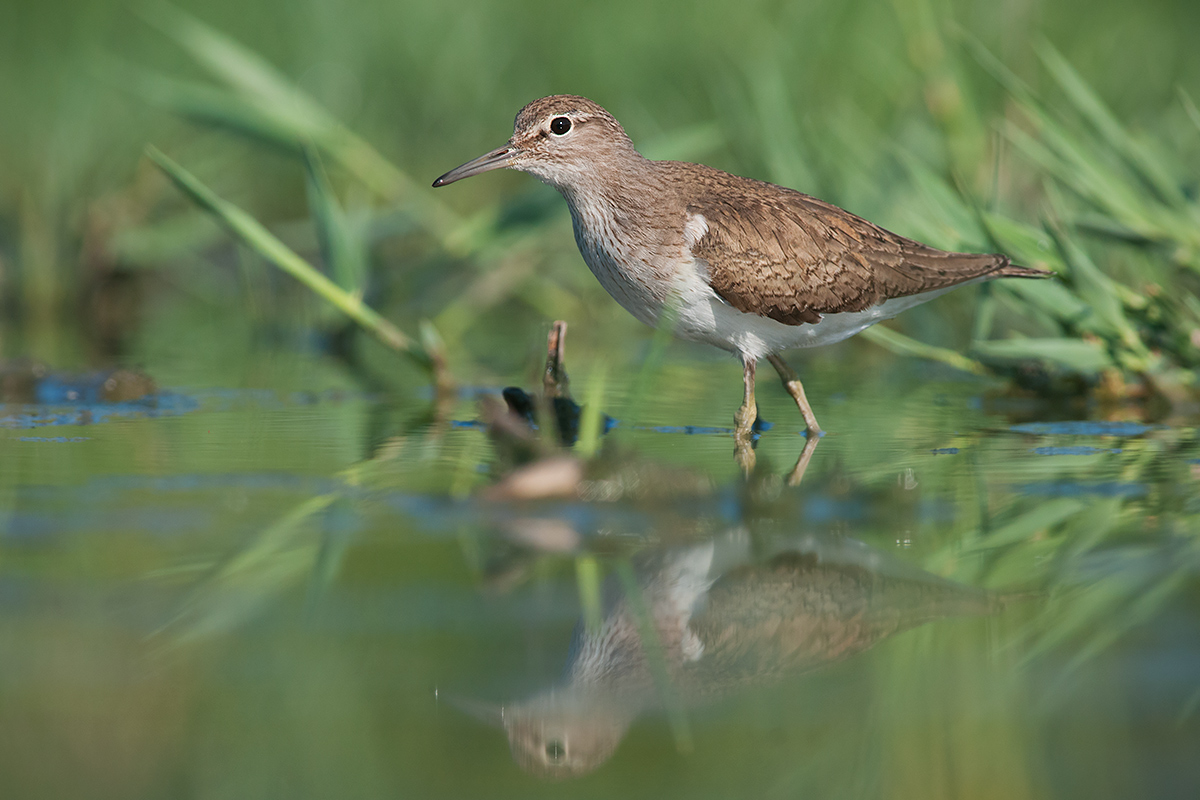 Piro piro piccolo in perlustrazine