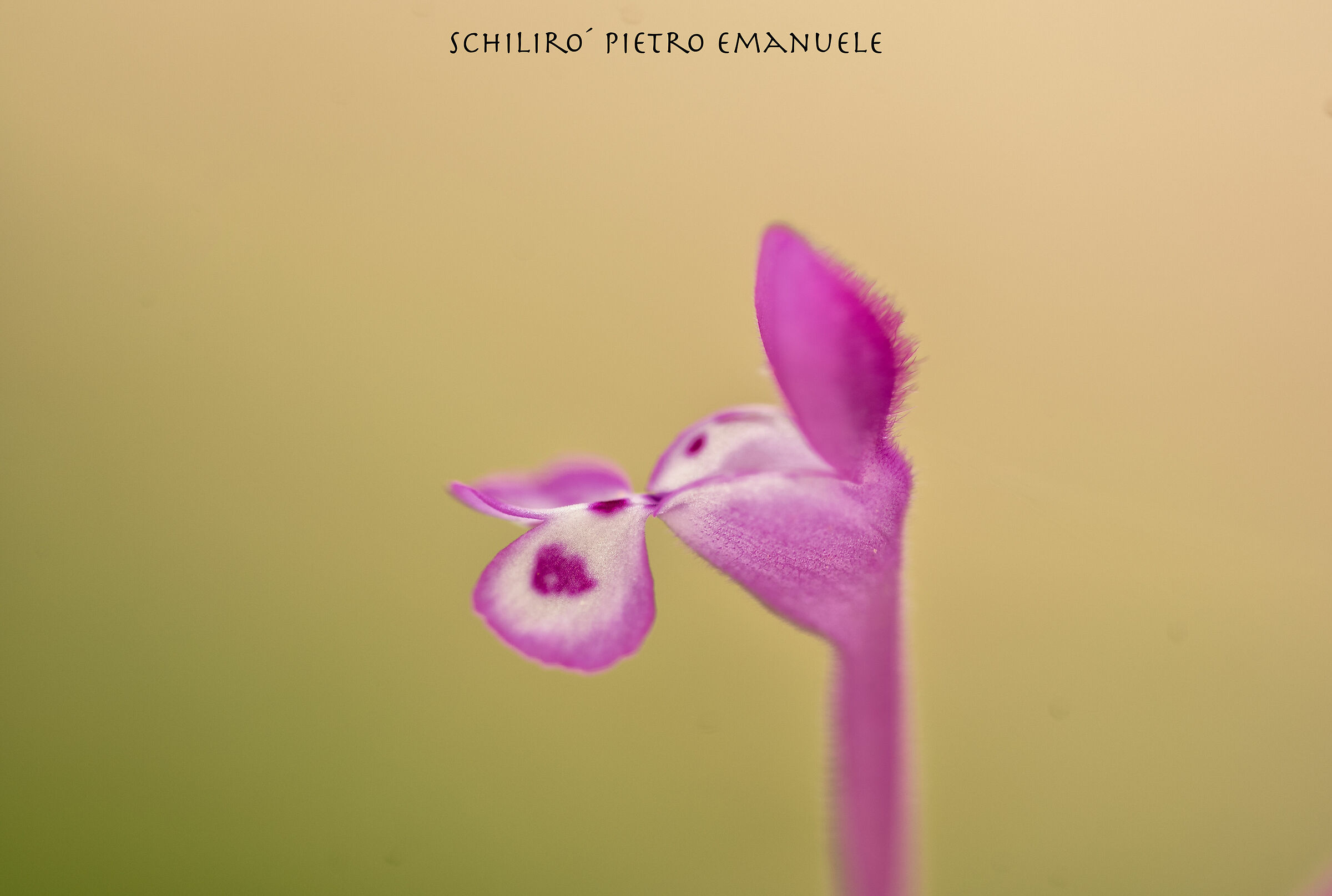 Wanting Well - Trying Great Emotions