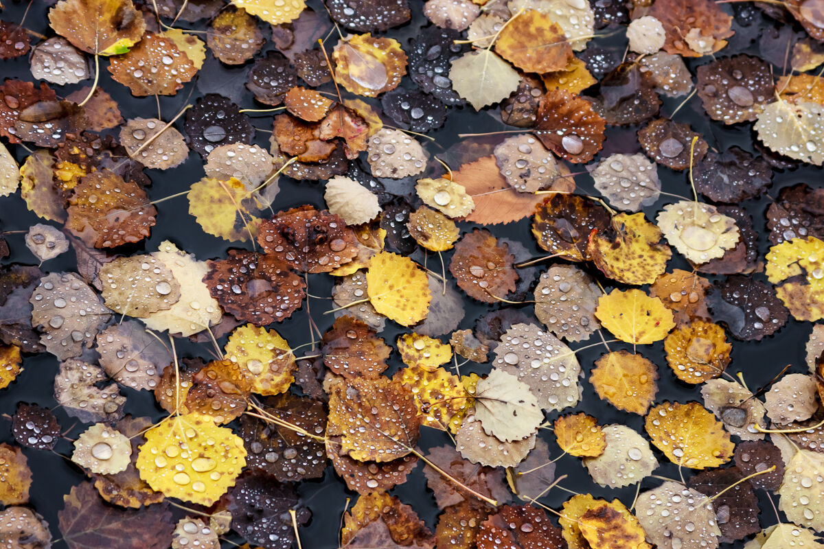 Lacrime di ottobre ...