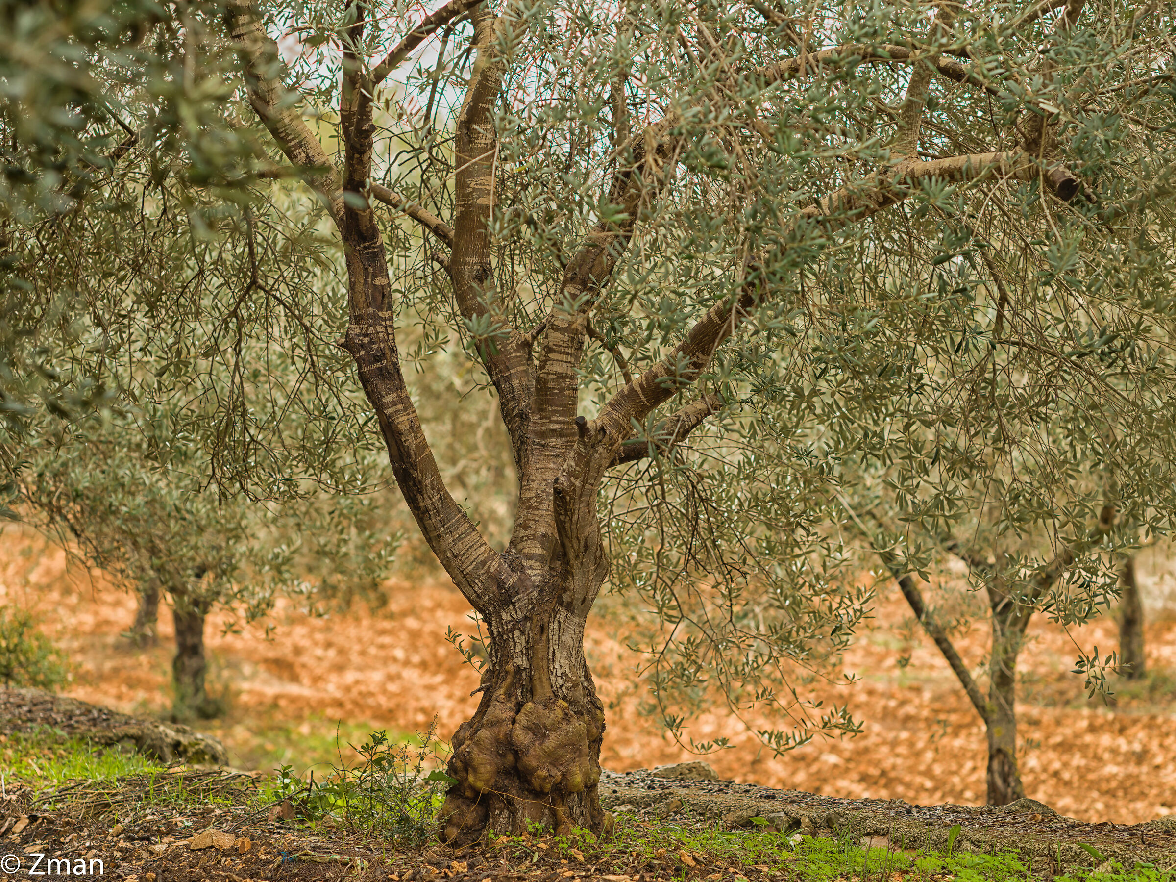 Olive Tree