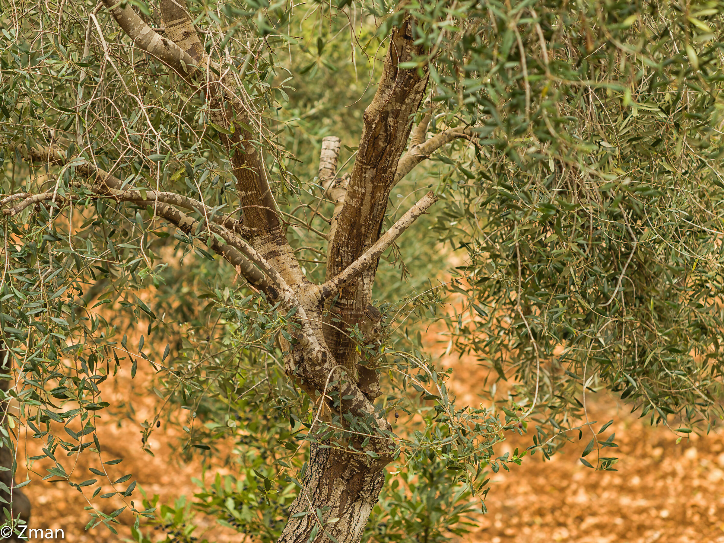 Olive Trees