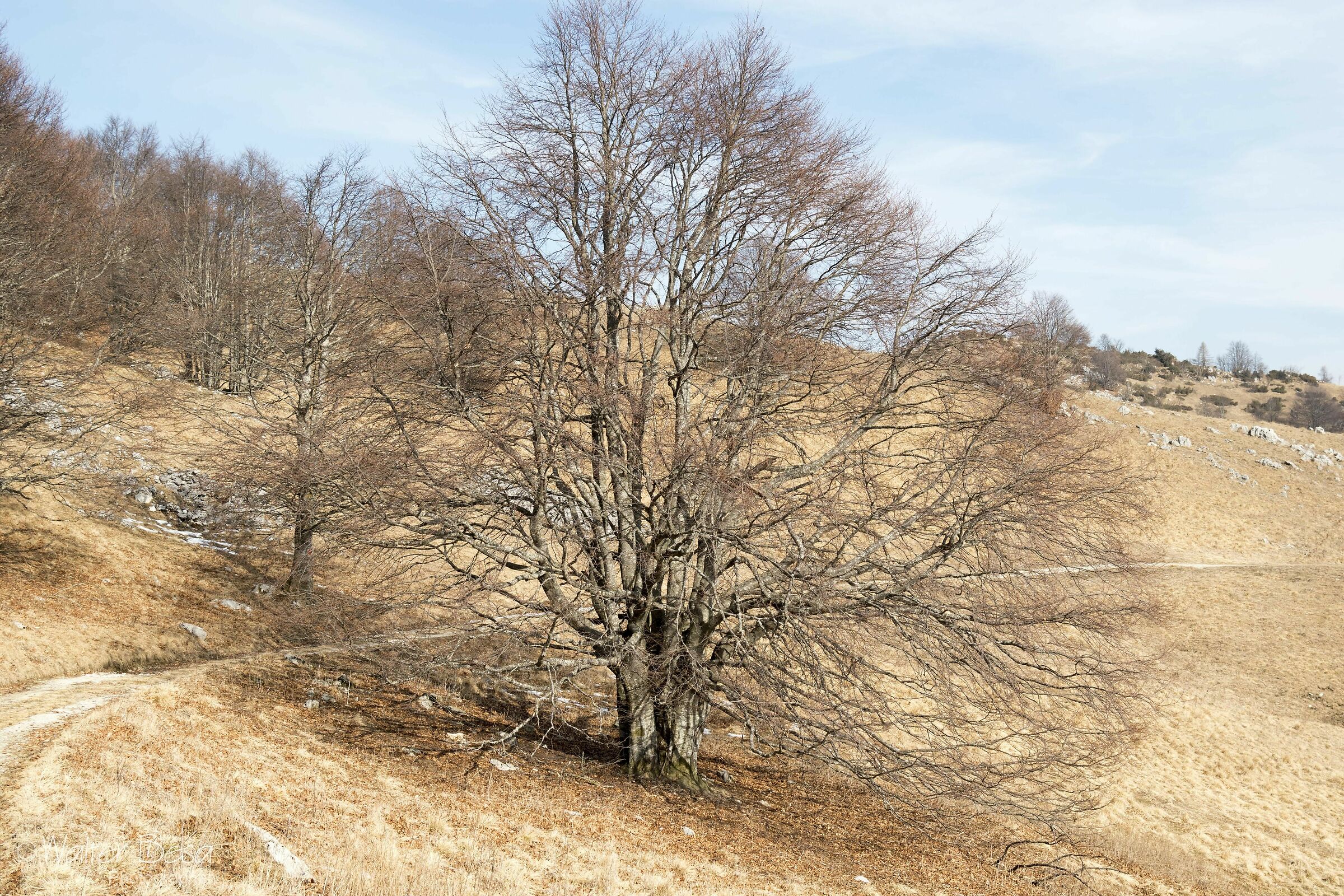 Il Gigante del Pizzoc in Cansiglio