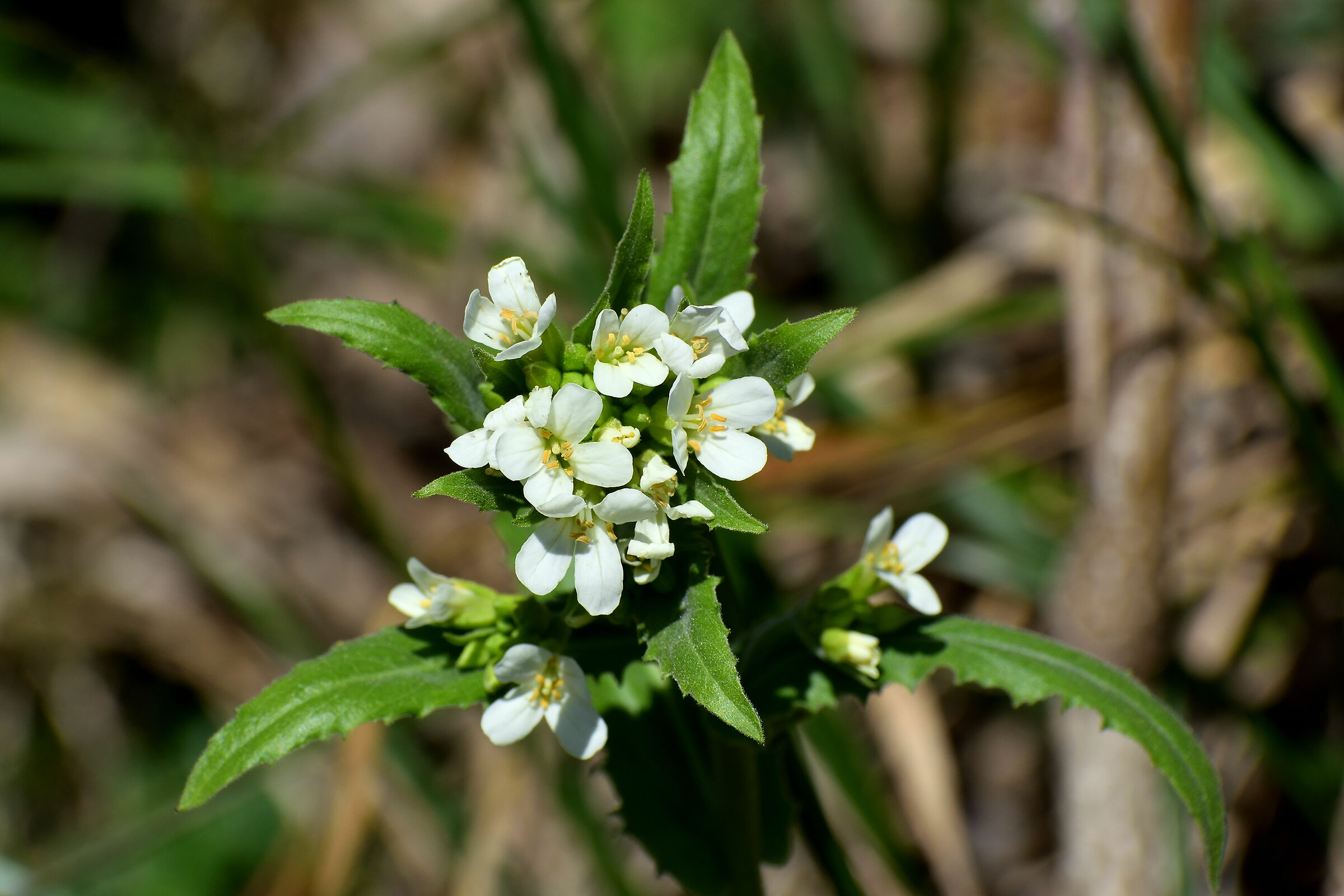 Sulla Napoleonica in febbraio