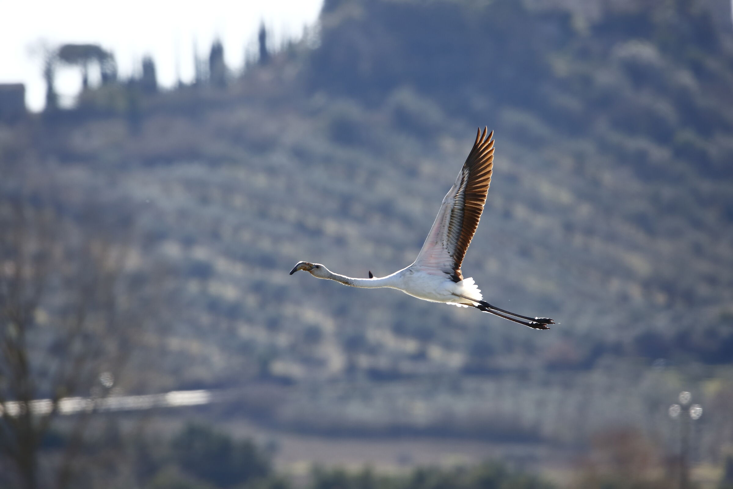fenicottero sul Trasimeno