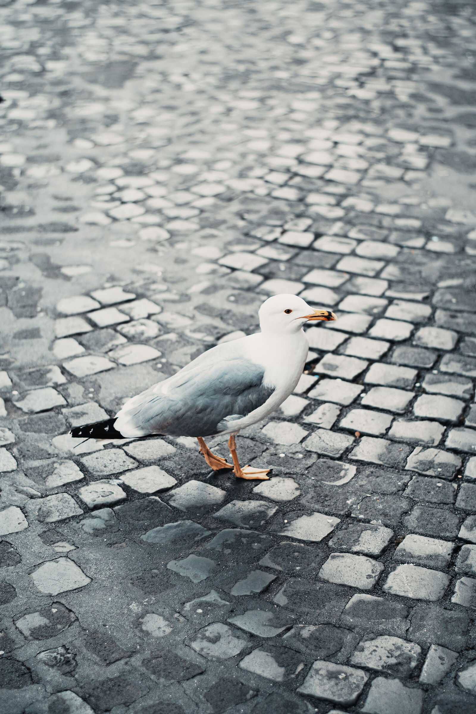 Roman Seagull