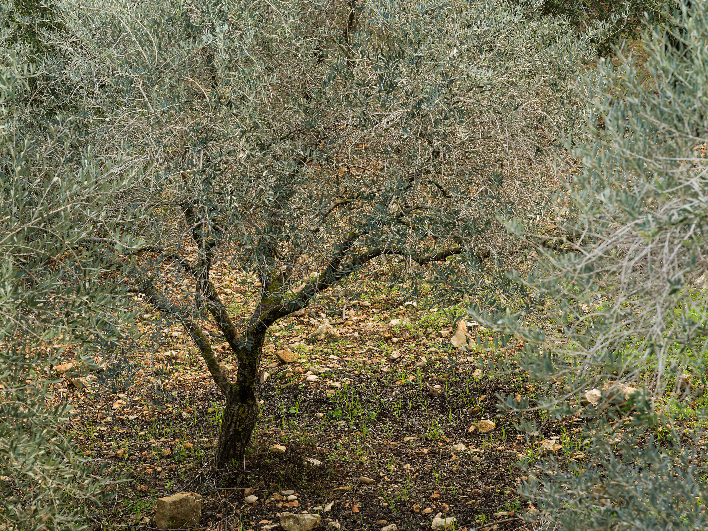 Olive Trees